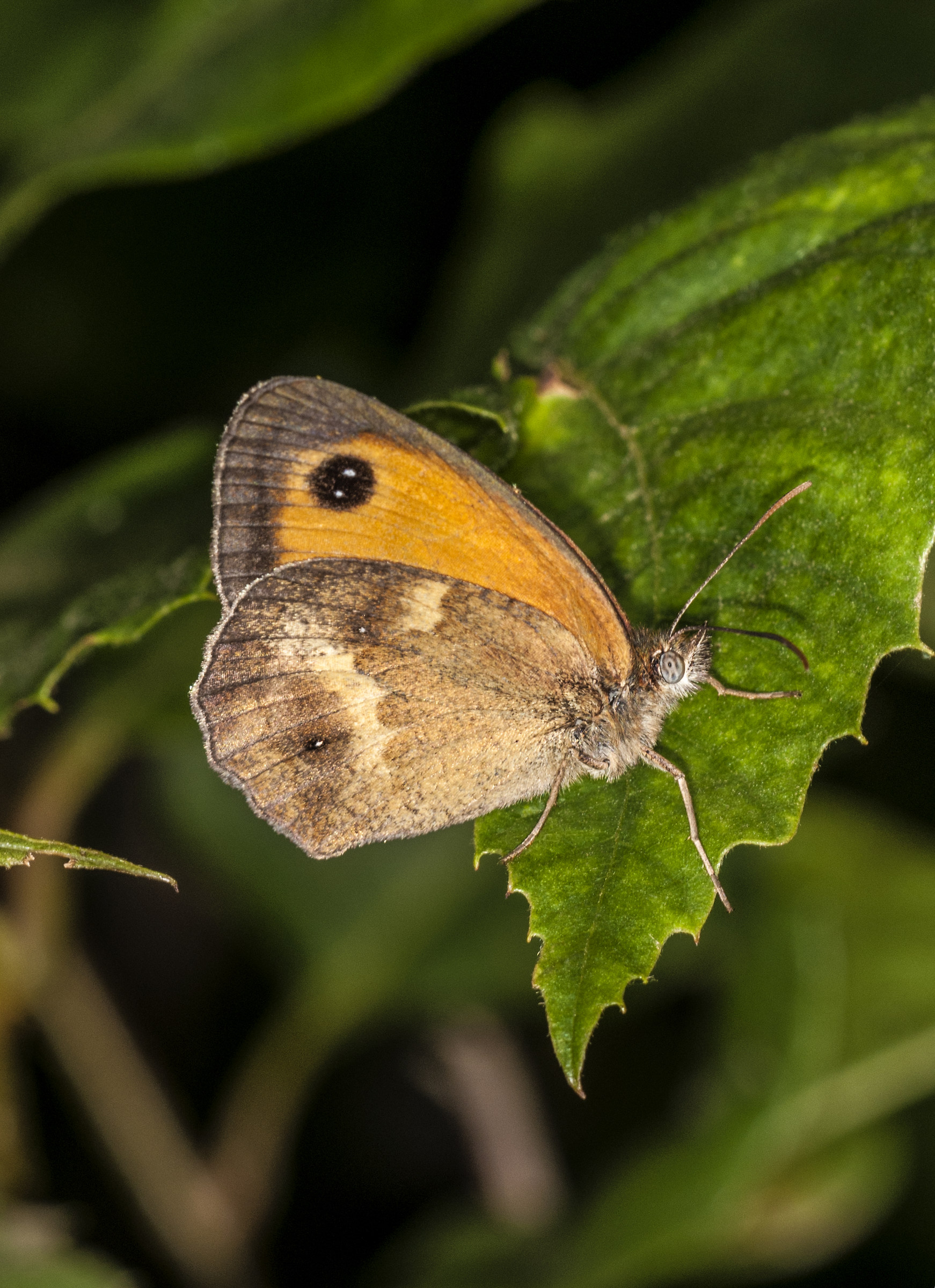 Erebia neoridas