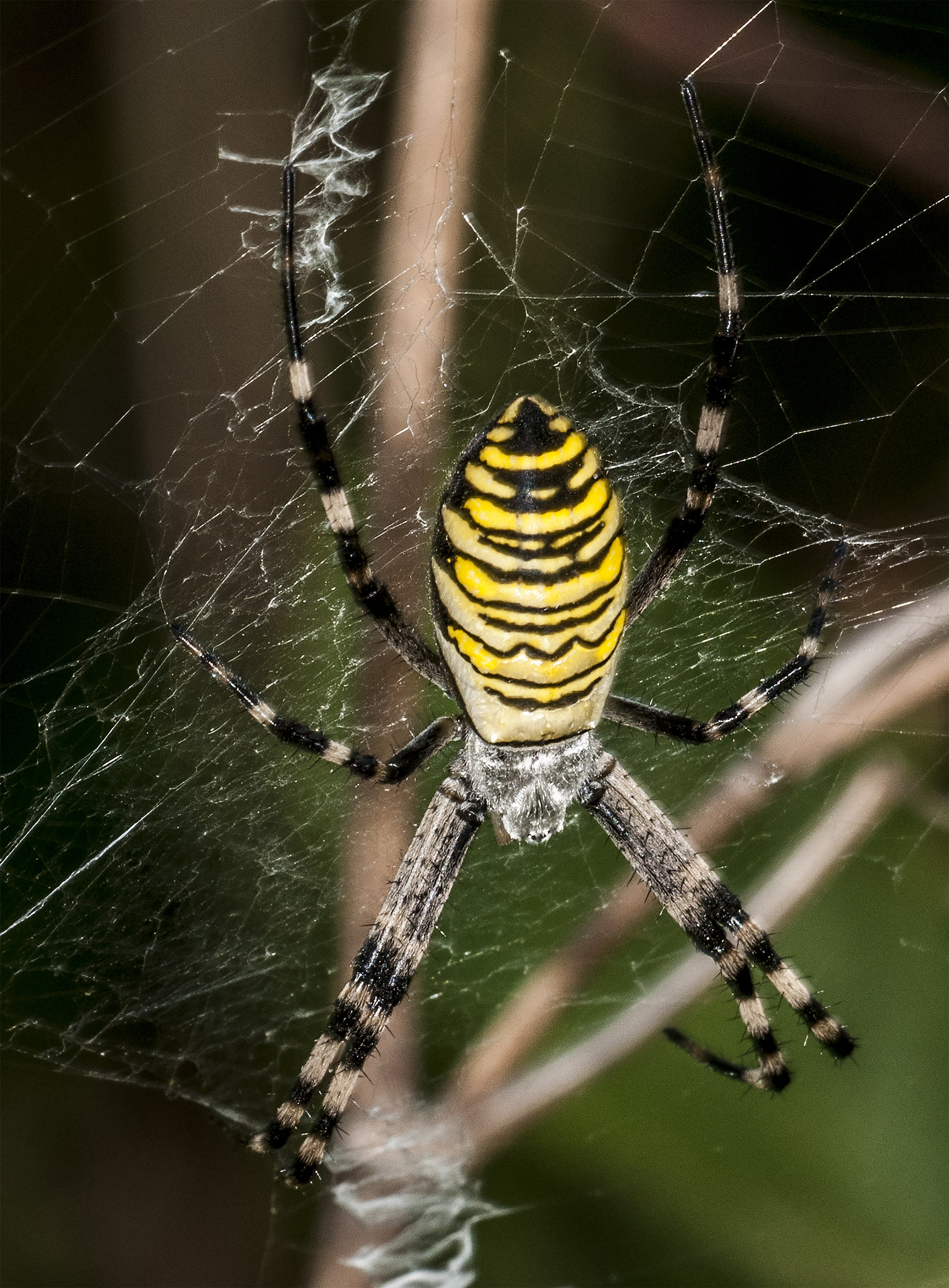 Argiope bruennichi