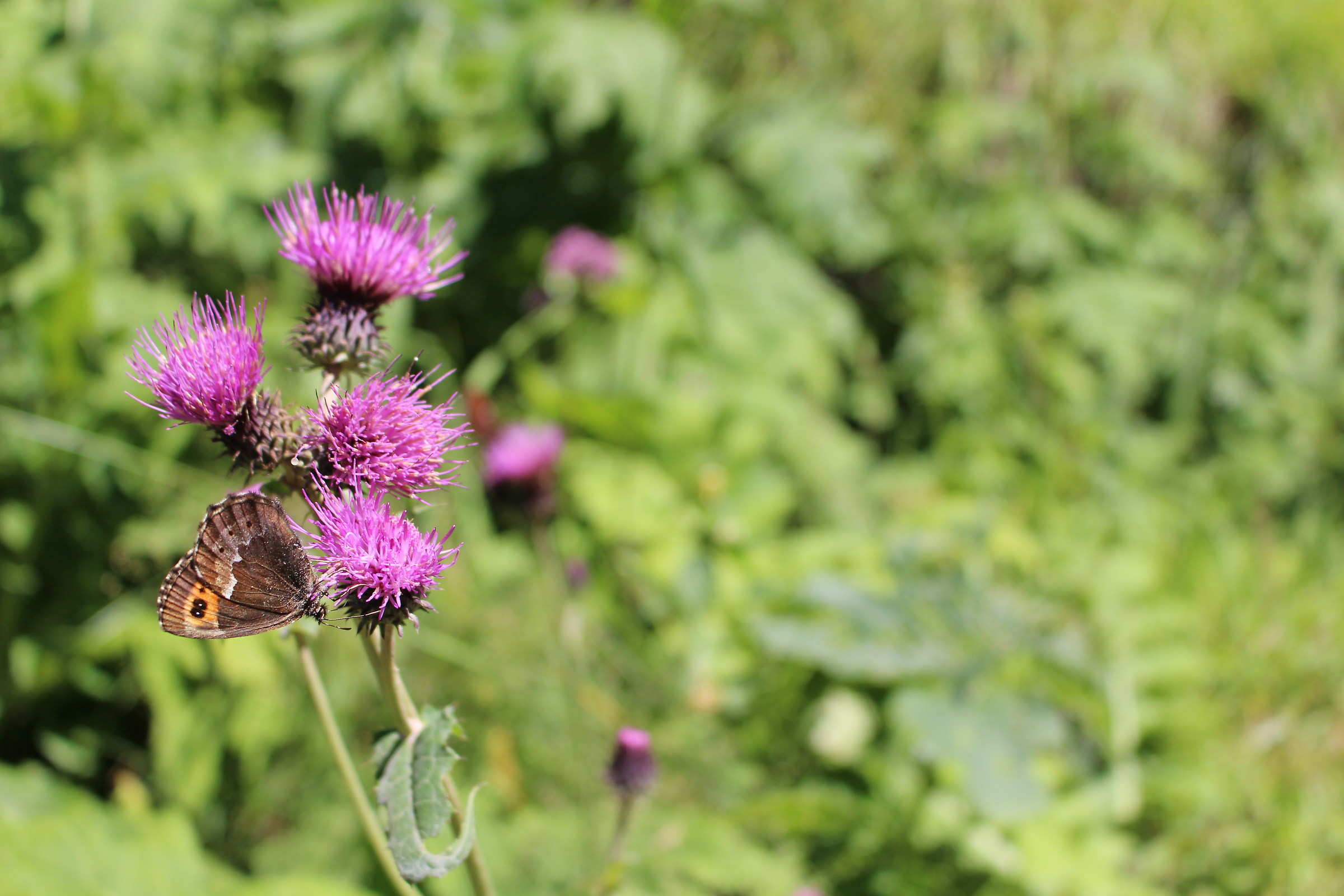 The butterfly posing