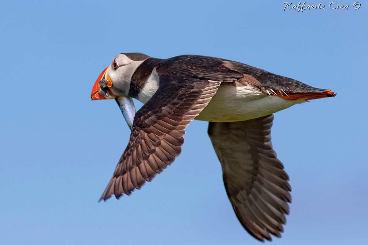 Puffin