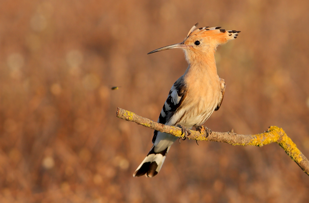 Hoopoe