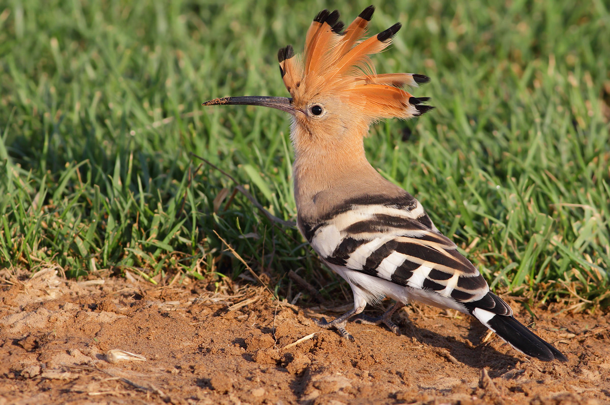 Hoopoe
