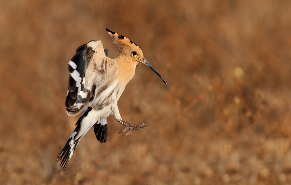 Hoopoe