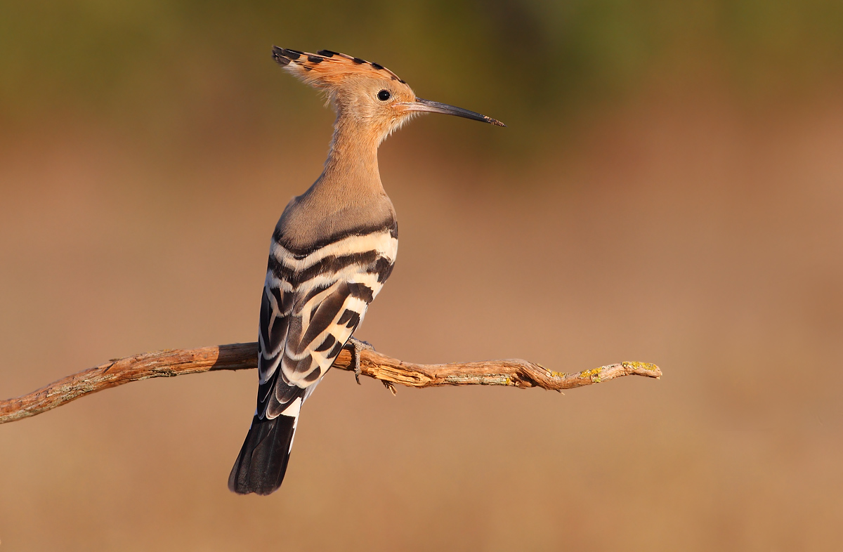 Hoopoe
