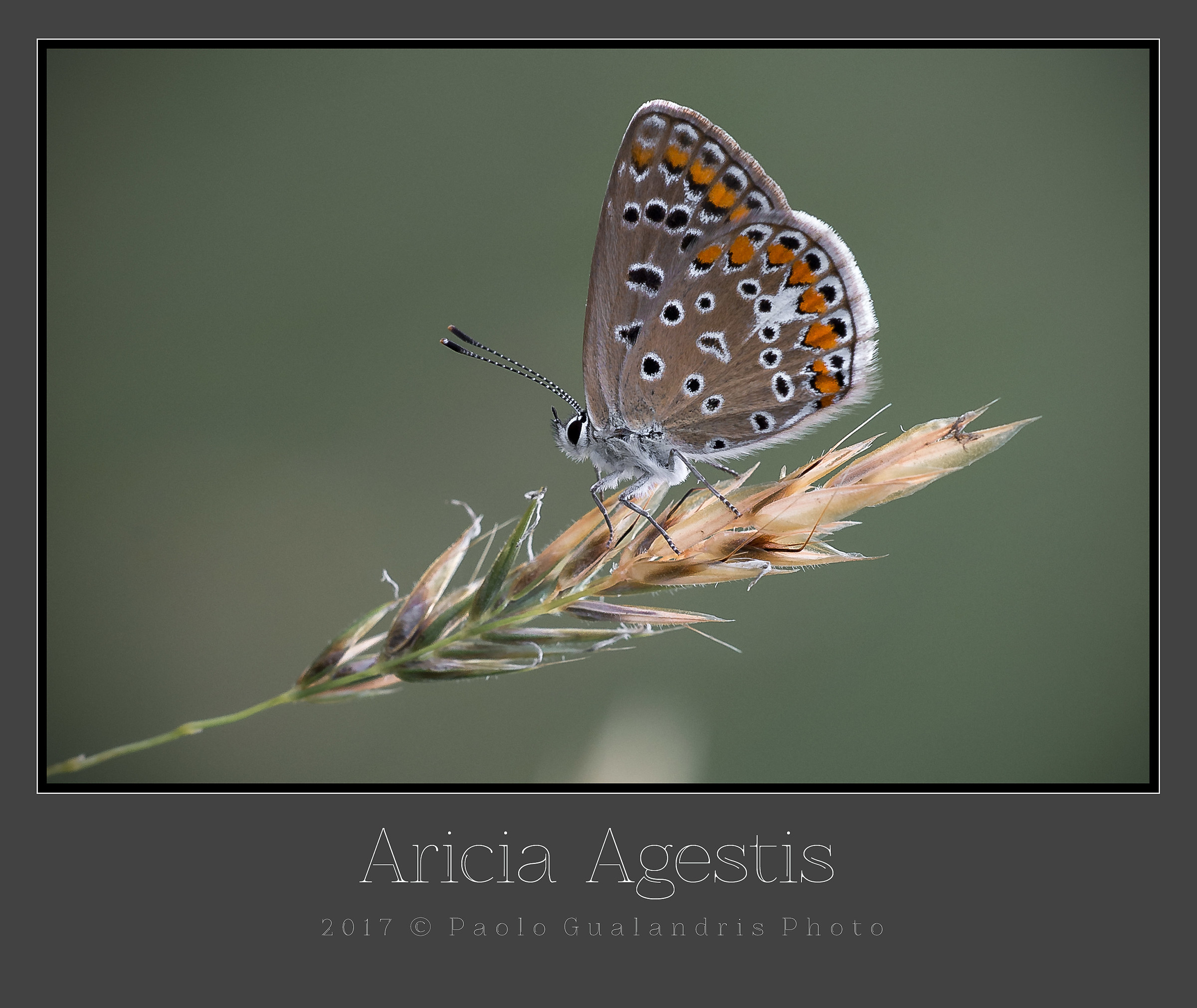 Aricia Agestis