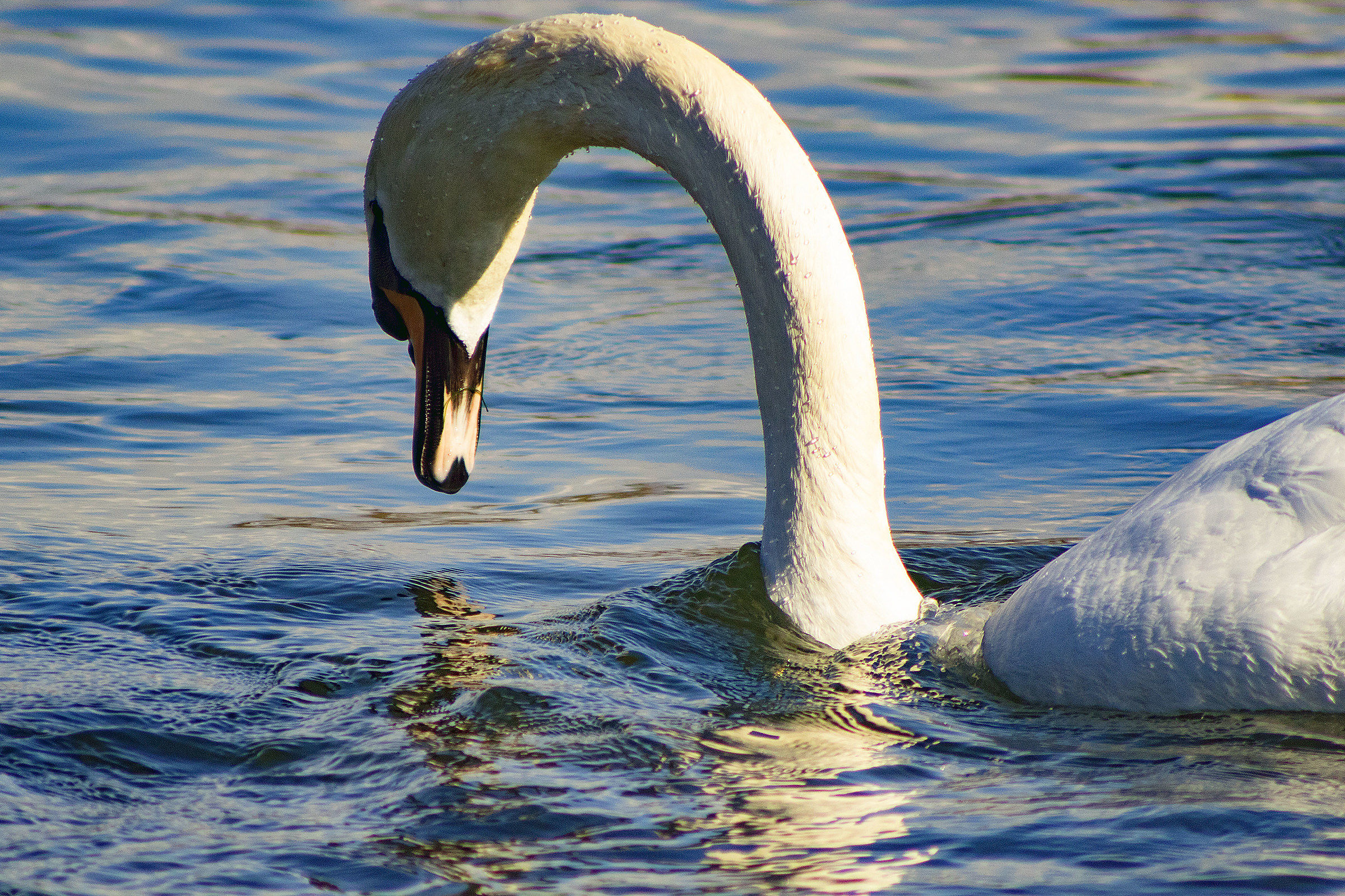 In Blue Painted Blue (Swim)