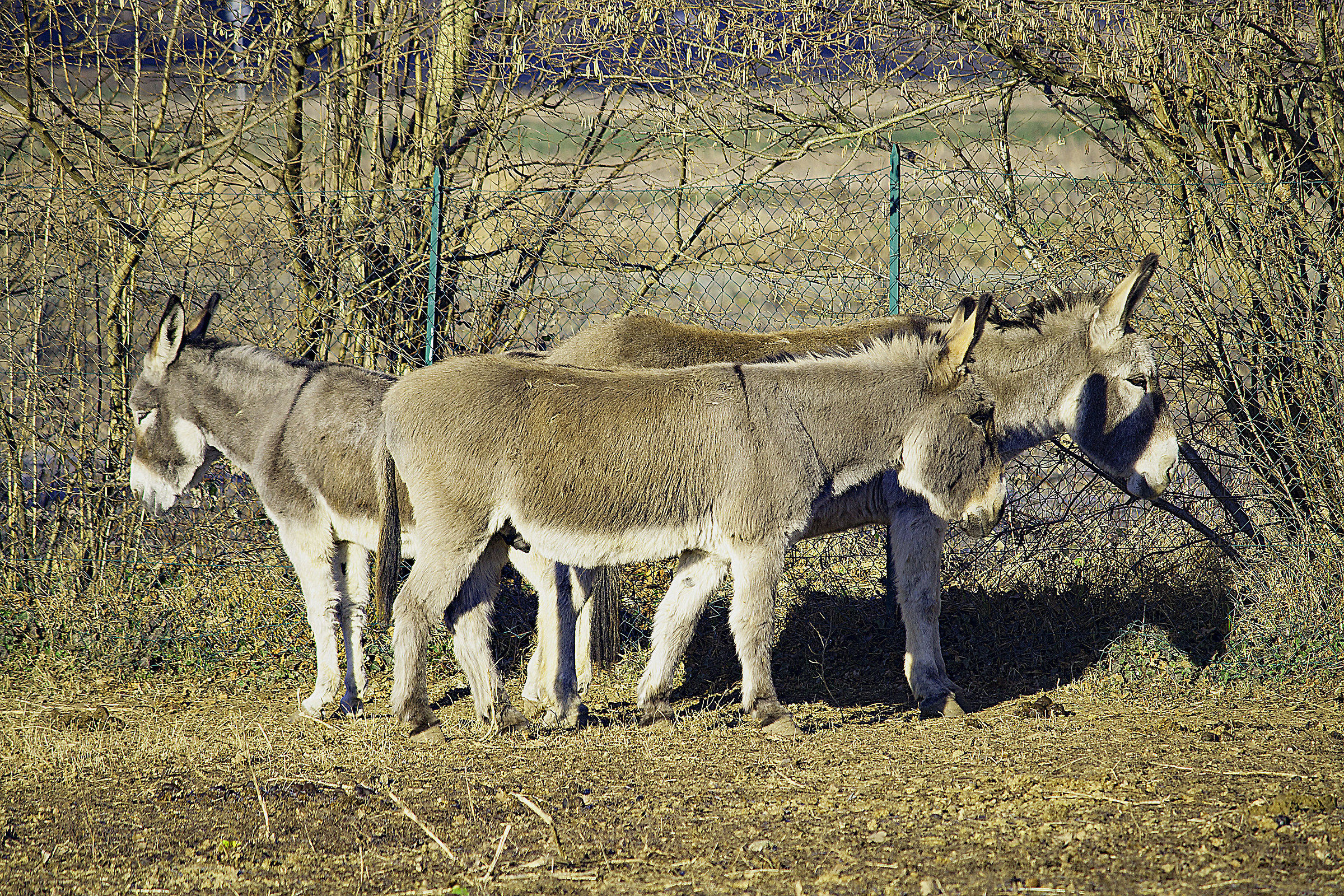 Siamo sempre in tre, solo tre somari