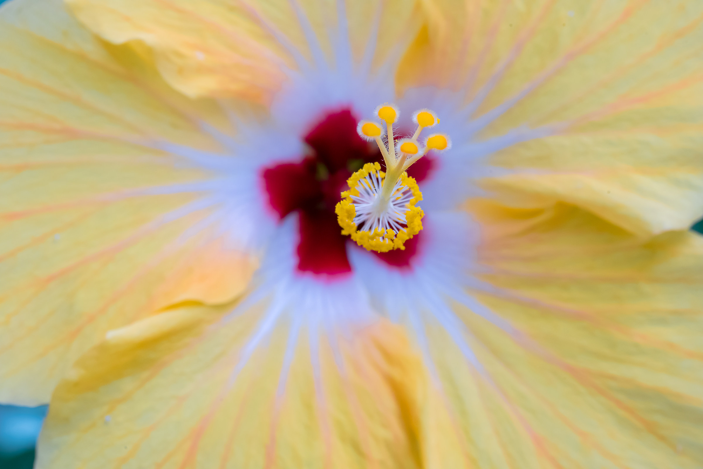 Flowers in the Butterfly Greenhouse