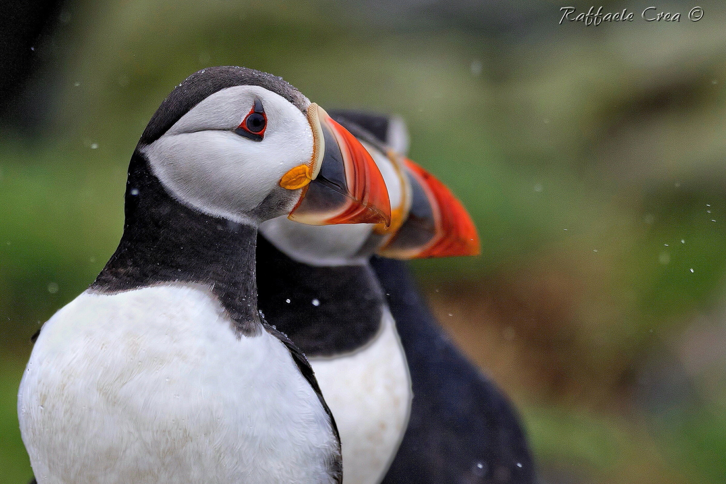 Puffin