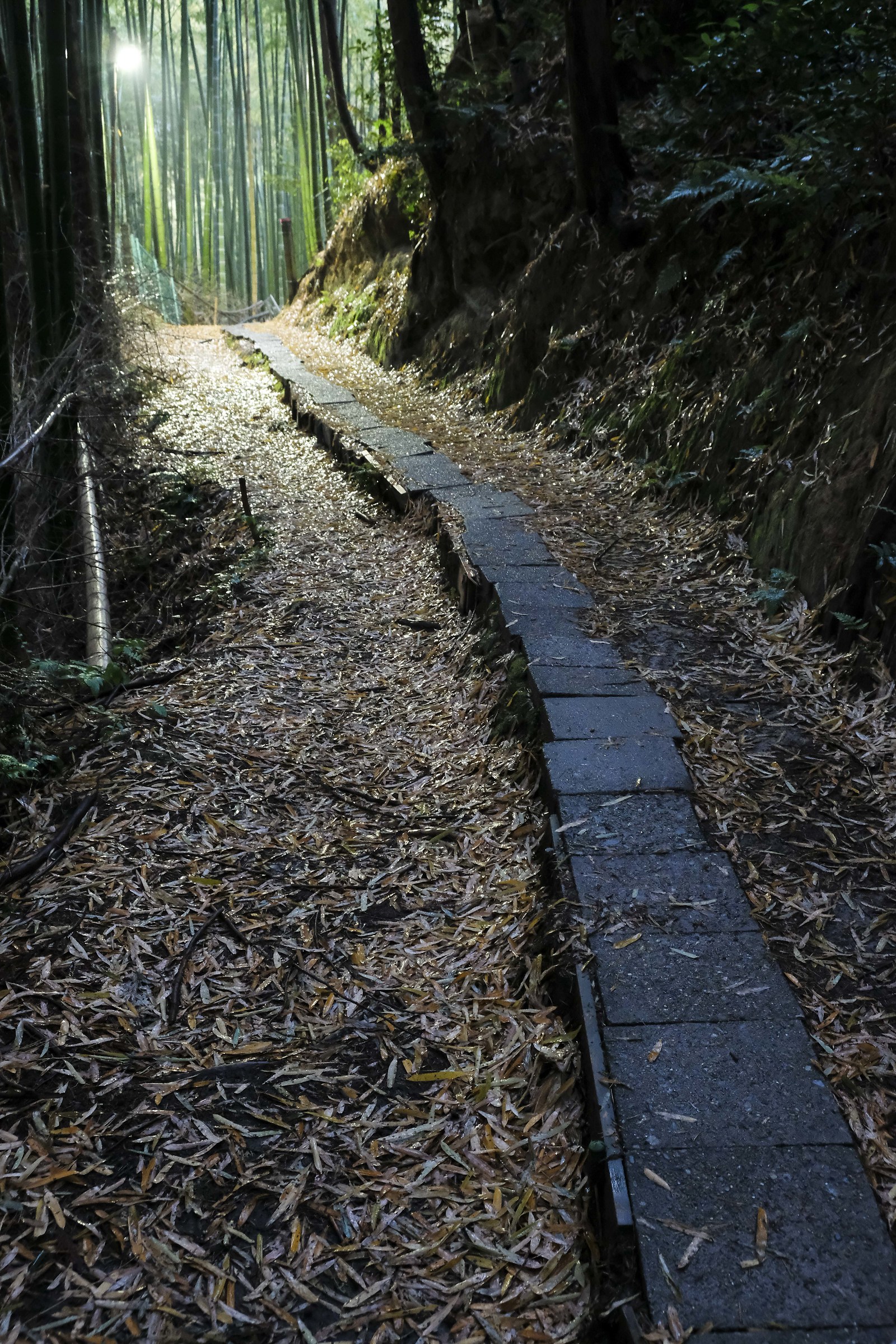 Kyoto - Bamboo forest at night