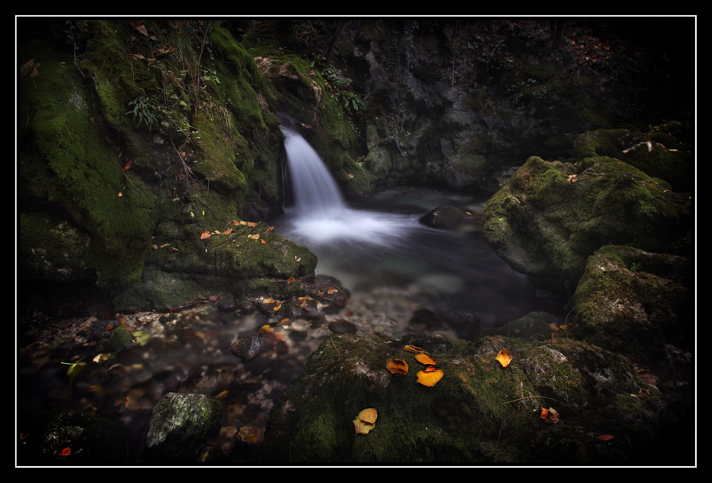 At the bottom of the forest