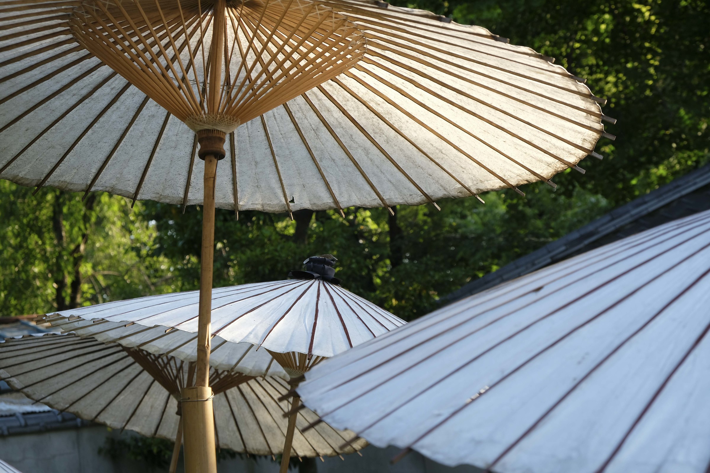 Tokyo - Umbrellas at the peony garden