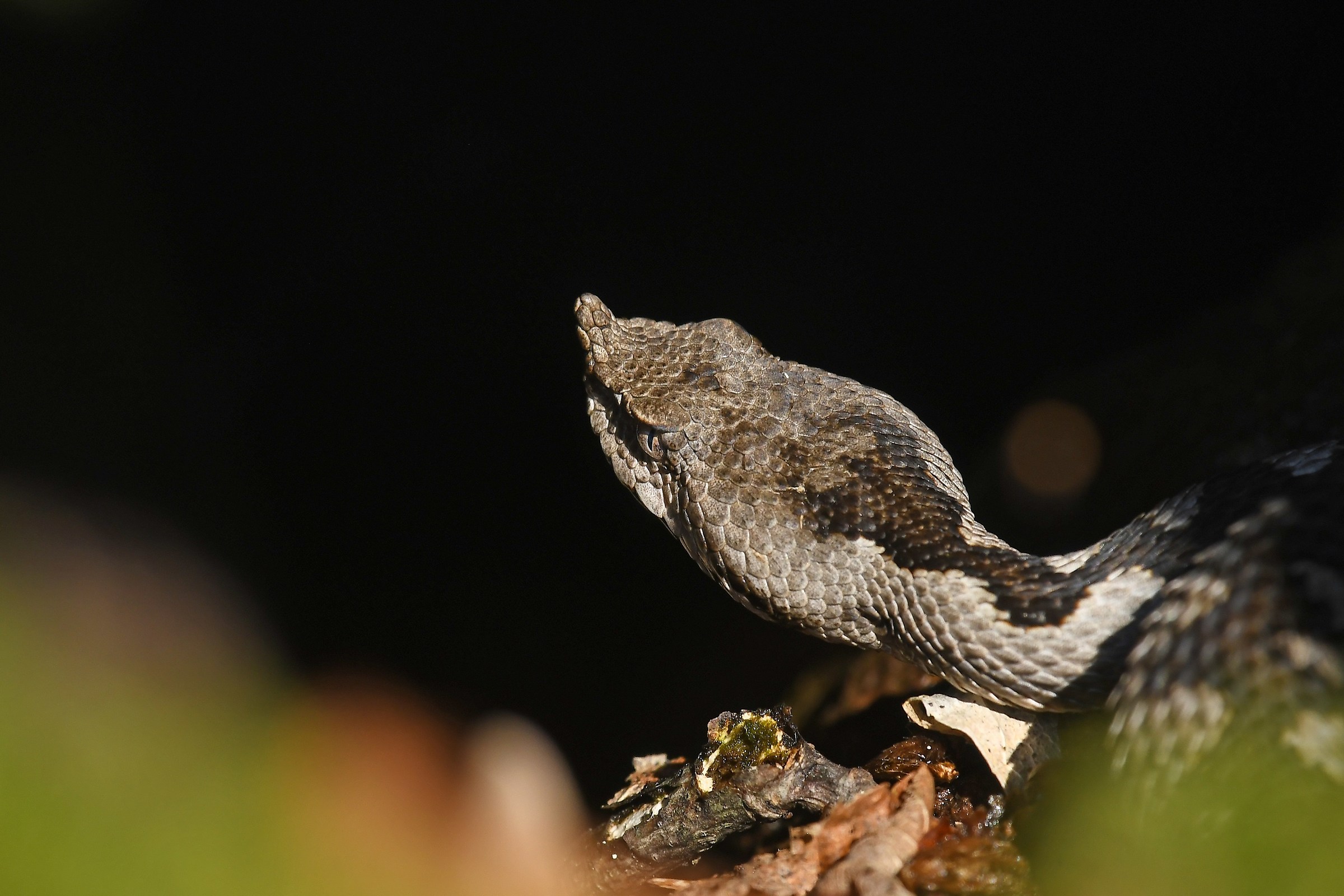 Vipera ammodytes
