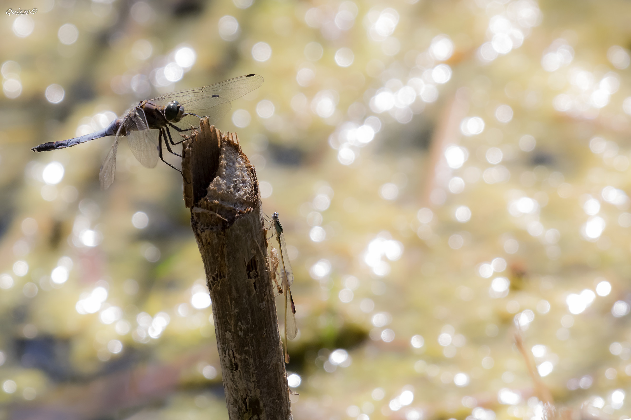Following a Dragonfly in a Meadow ............