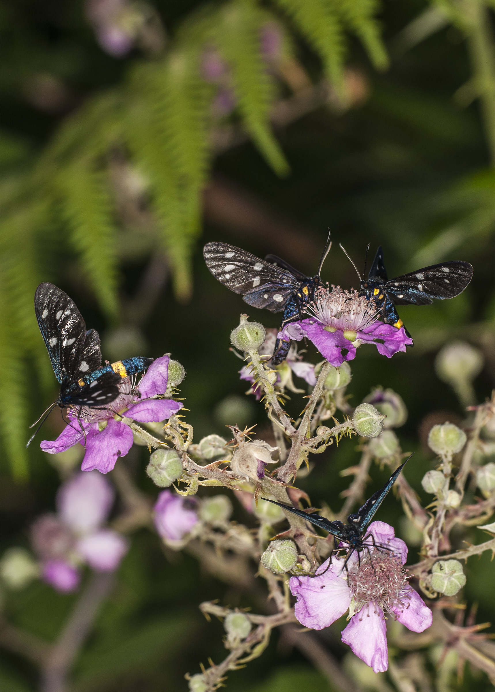 Zygaena ephialtes