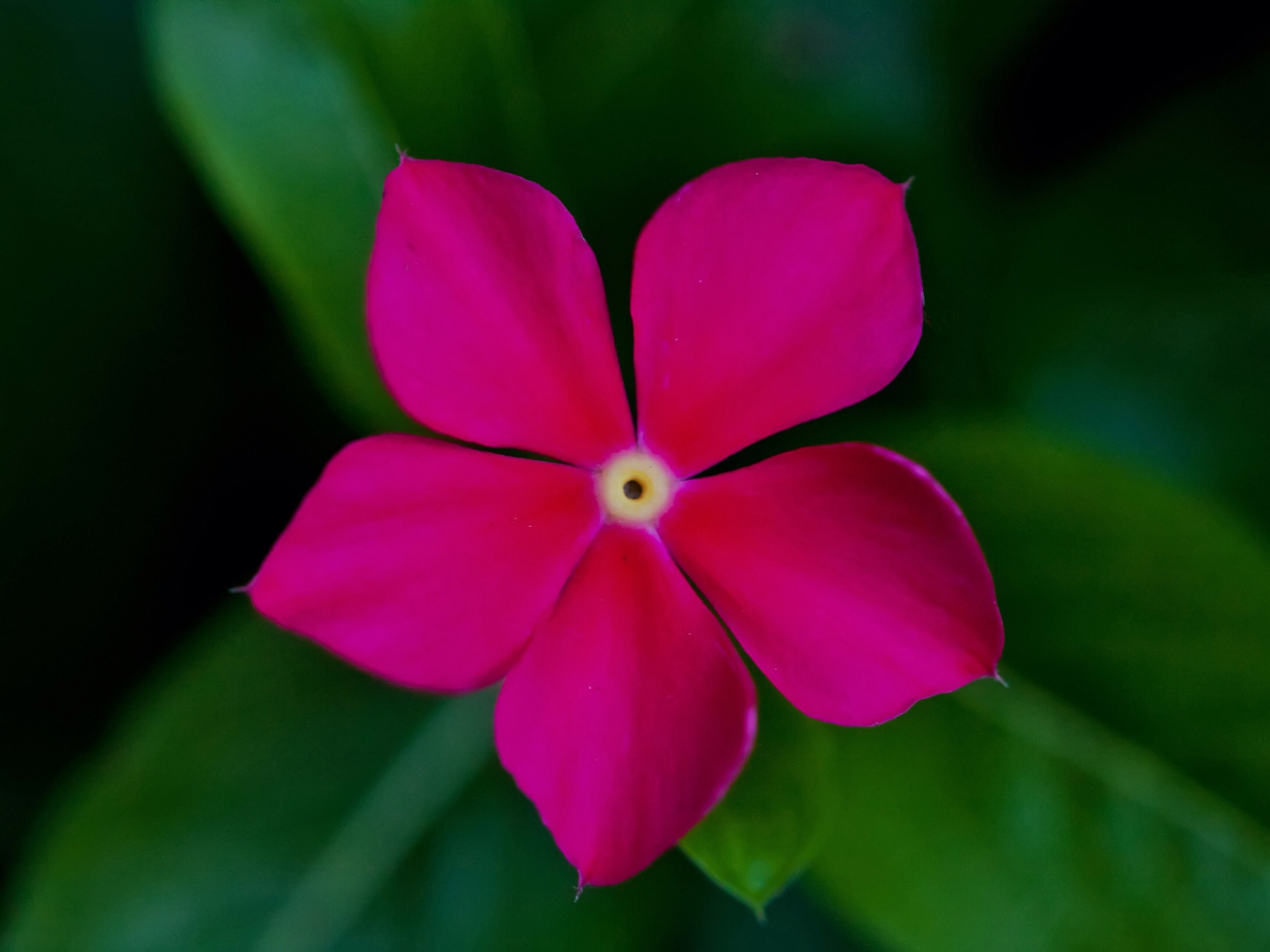 The hole with the flower around