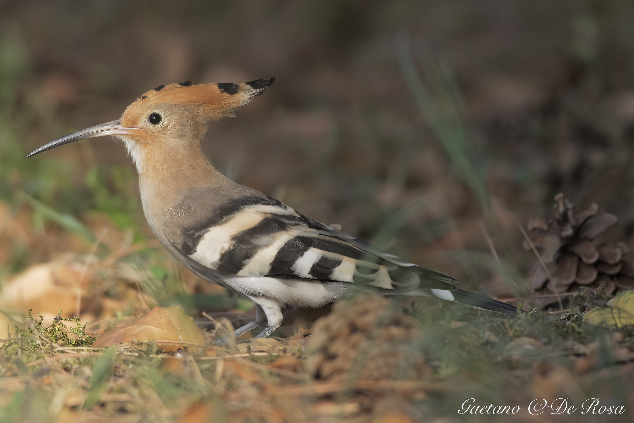Hoopoe
