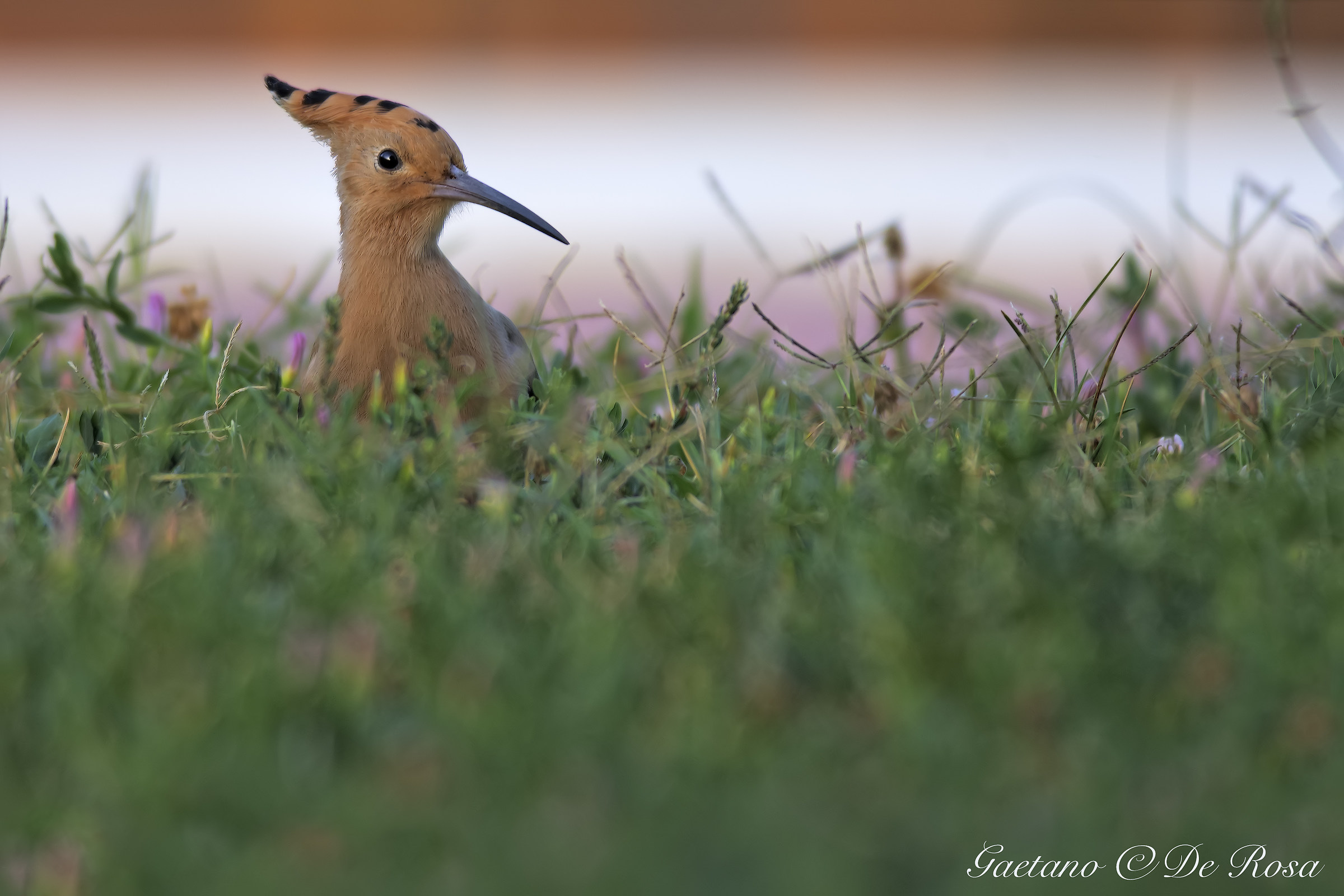 Hoopoe