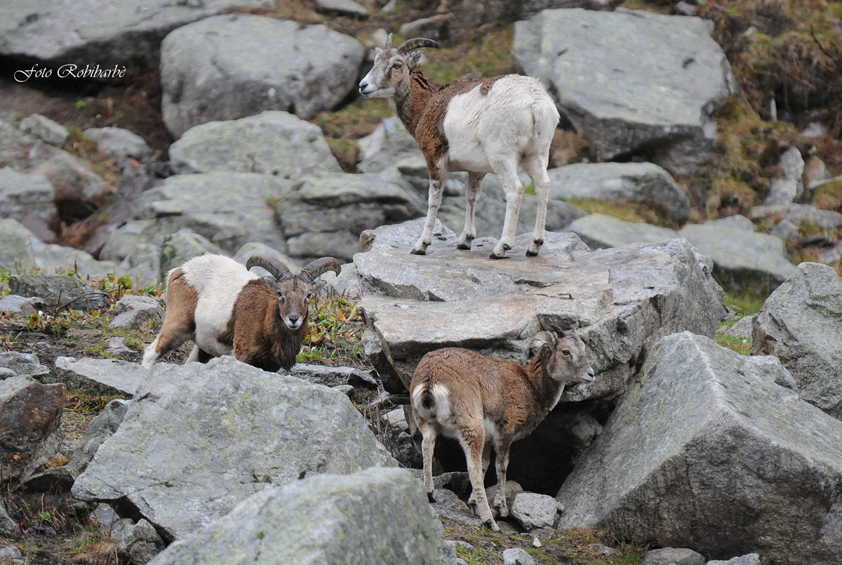 Mufloni a metà...