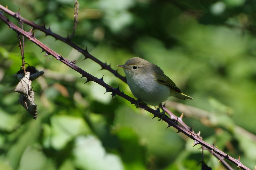 Luì bianco (Phylloscopus bonelli)