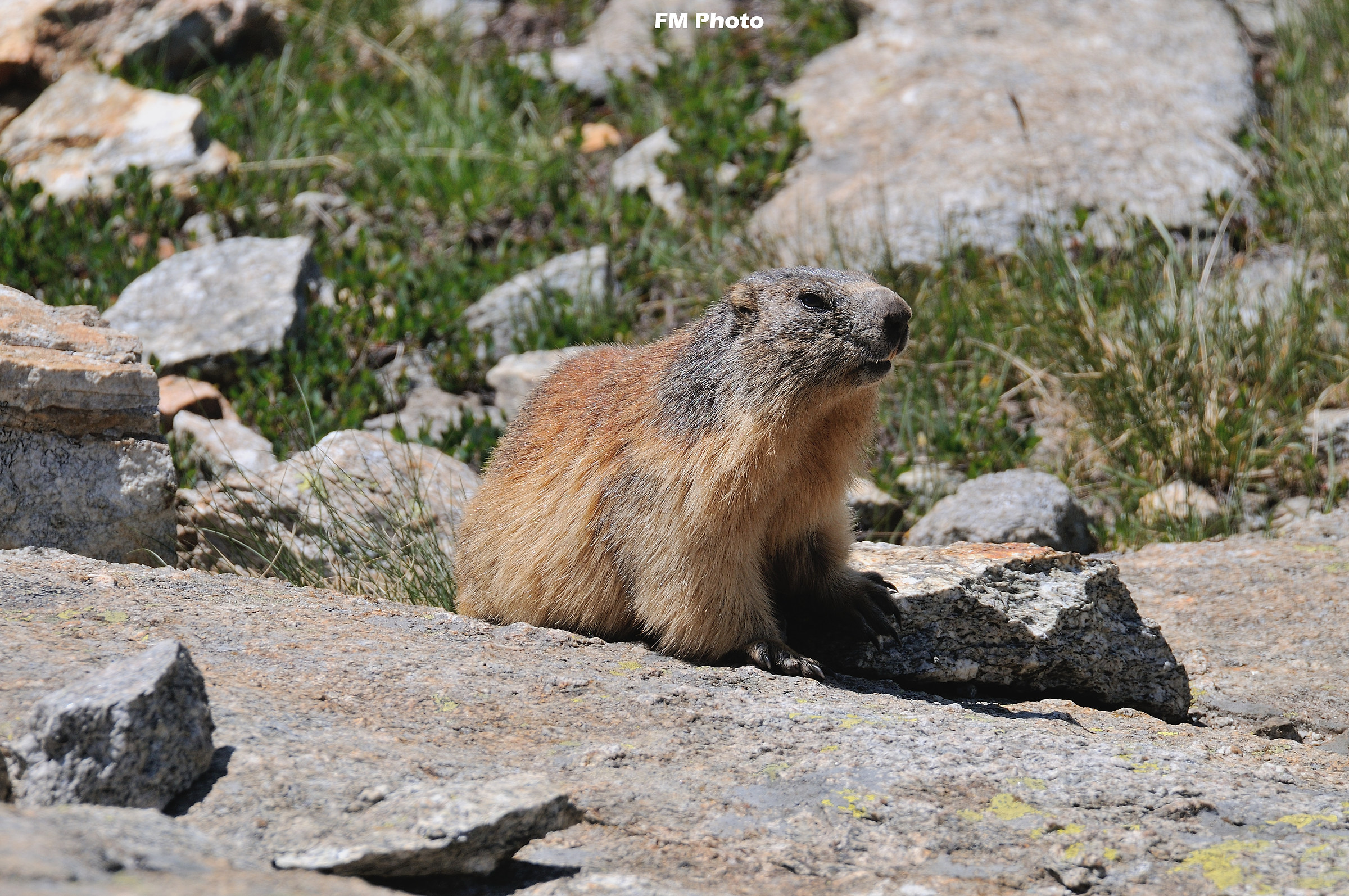 Loving Marmottin