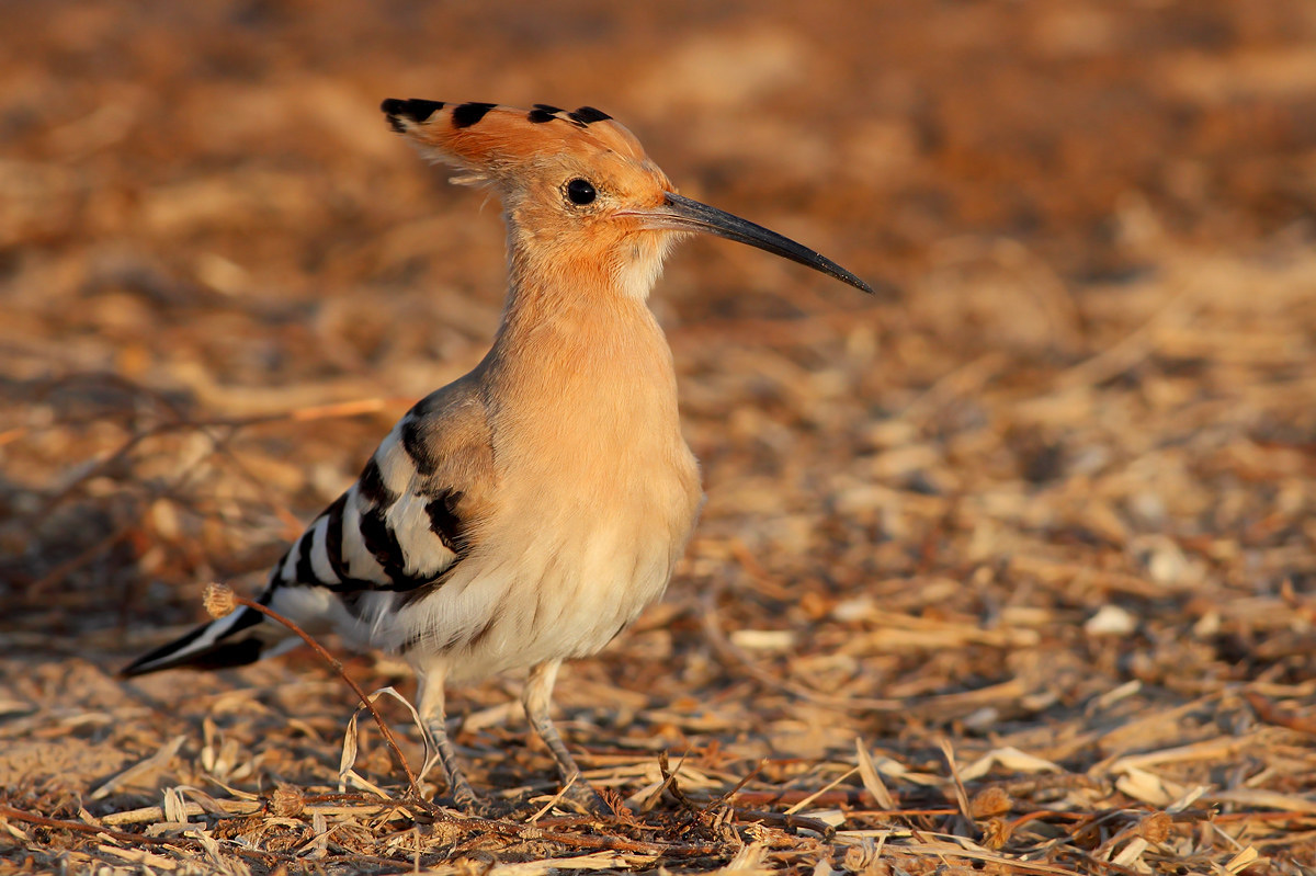 Hoopoe
