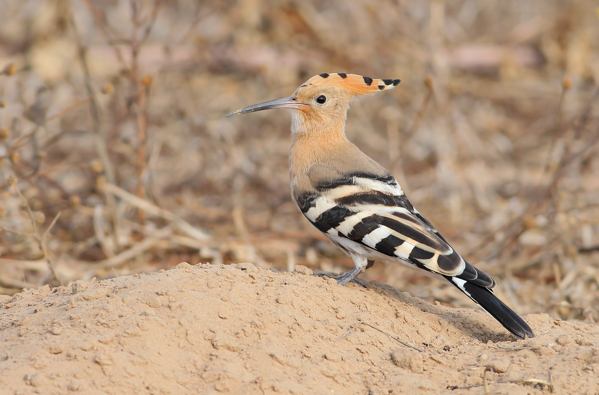 Hoopoe