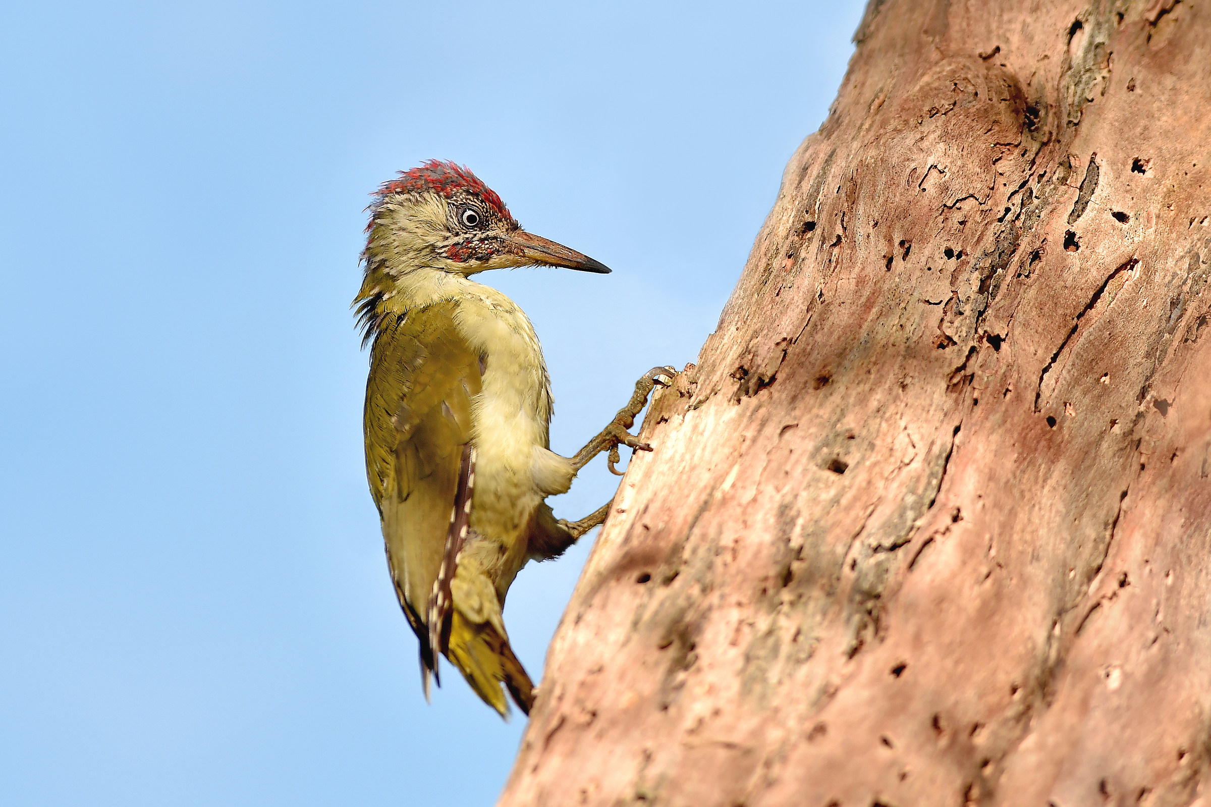 Green woodpecker