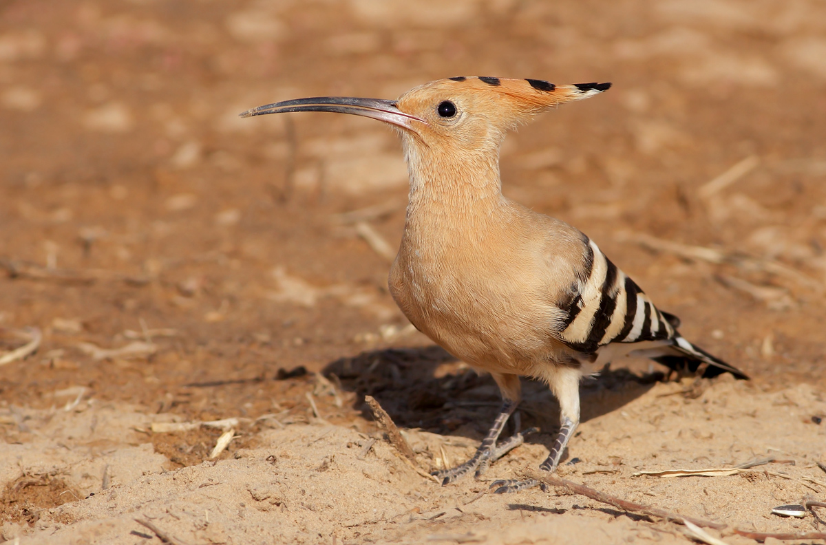 Hoopoe