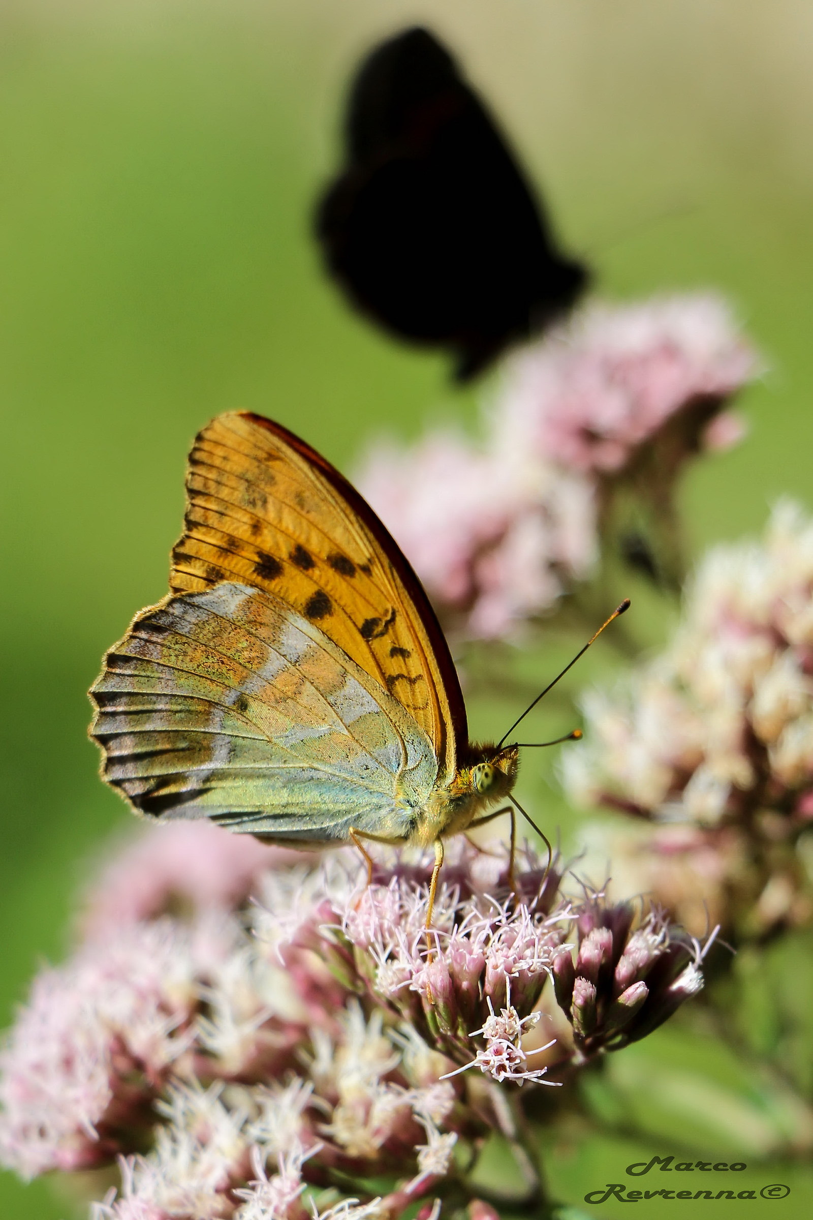 L'eleganza e l'inquietante presenza
