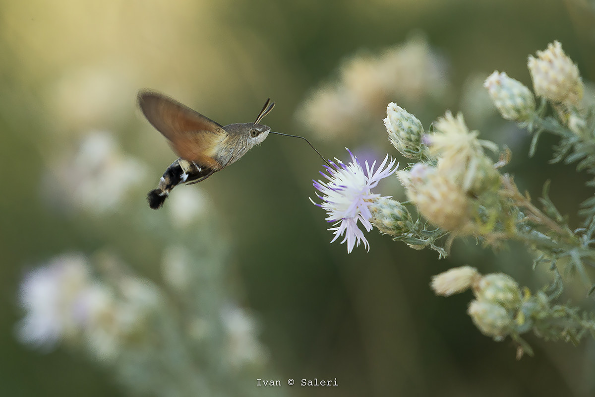 Macroglossum stellatarum