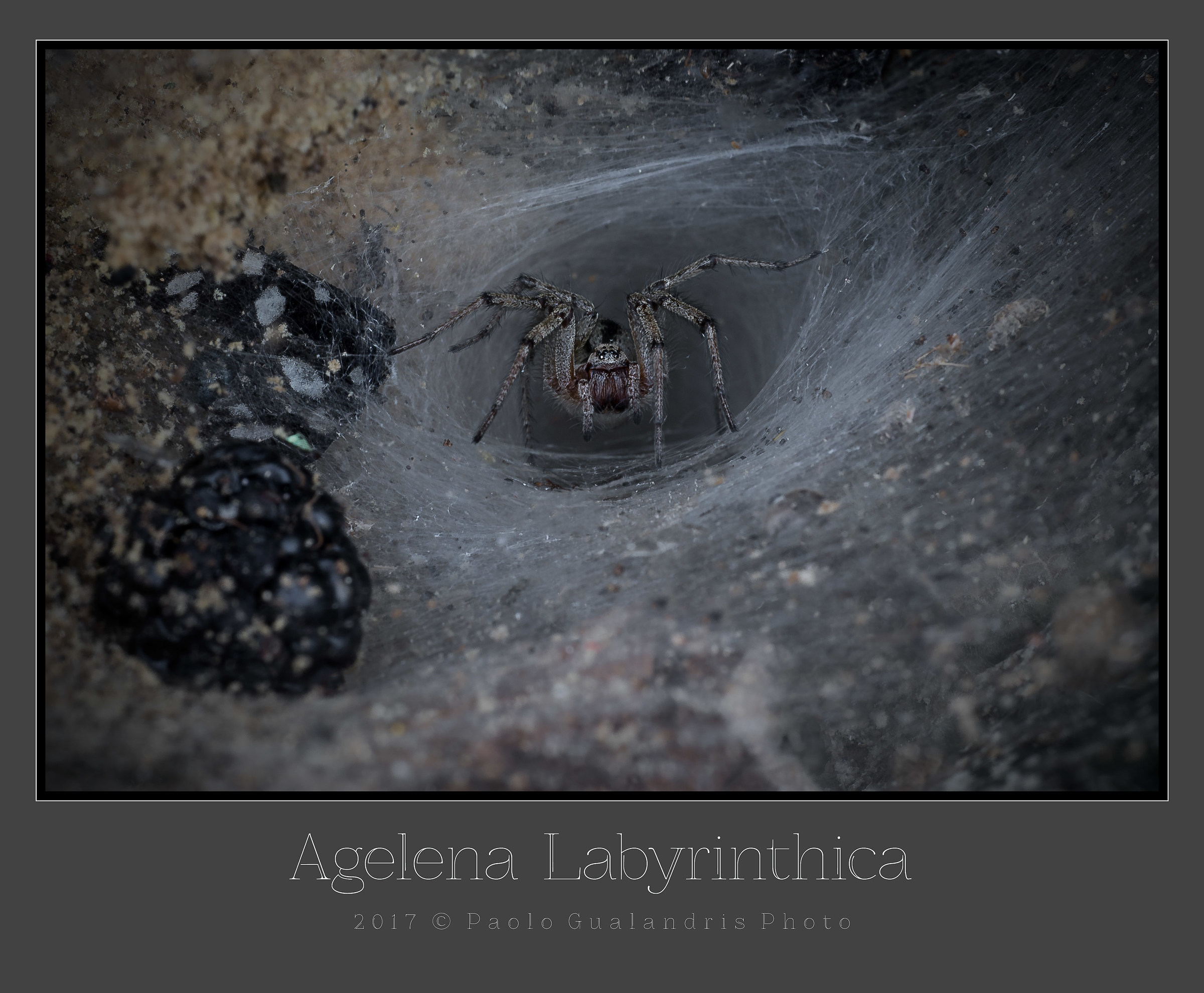 Agelena Labyrinthica