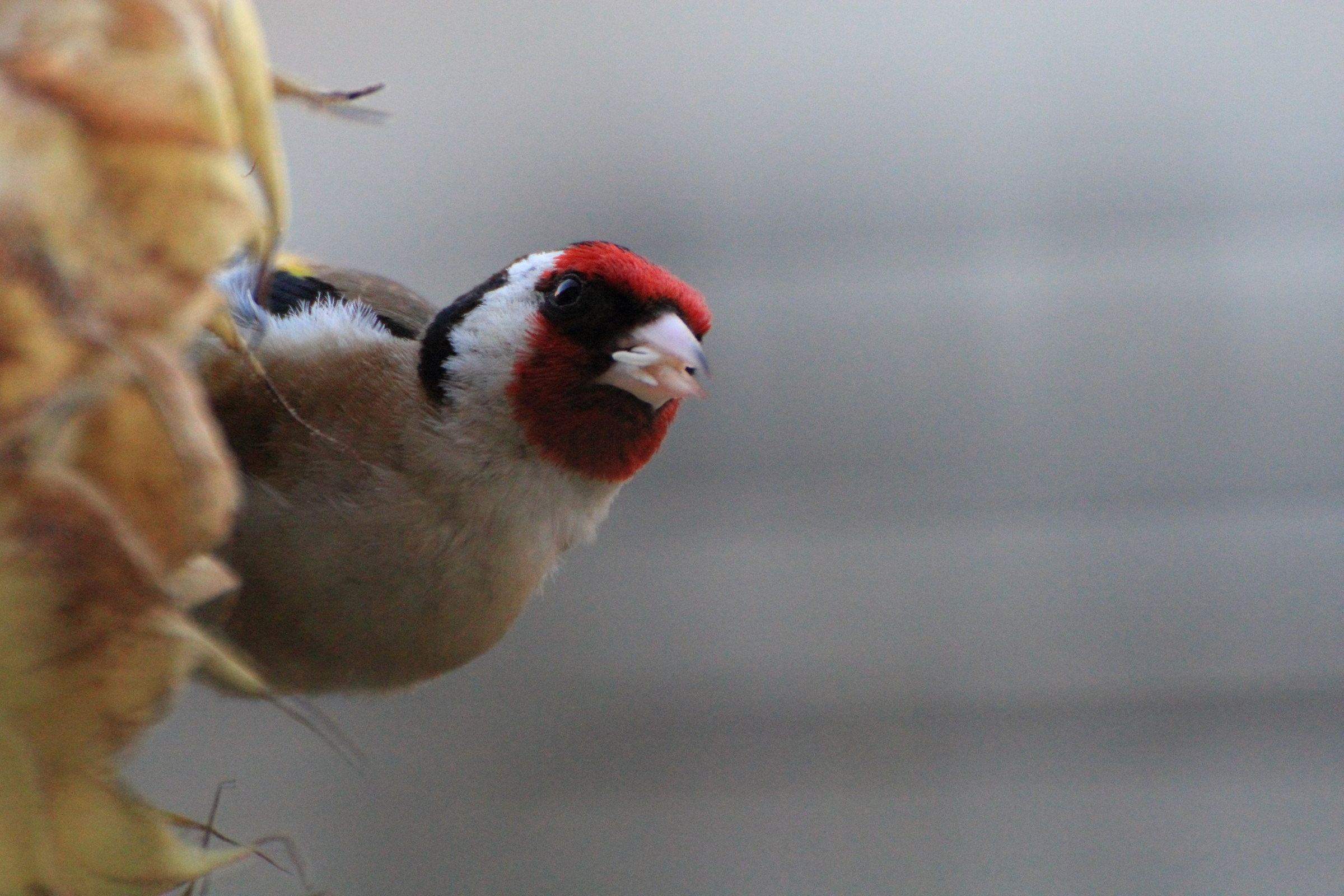sono buoni i semi di girasole!