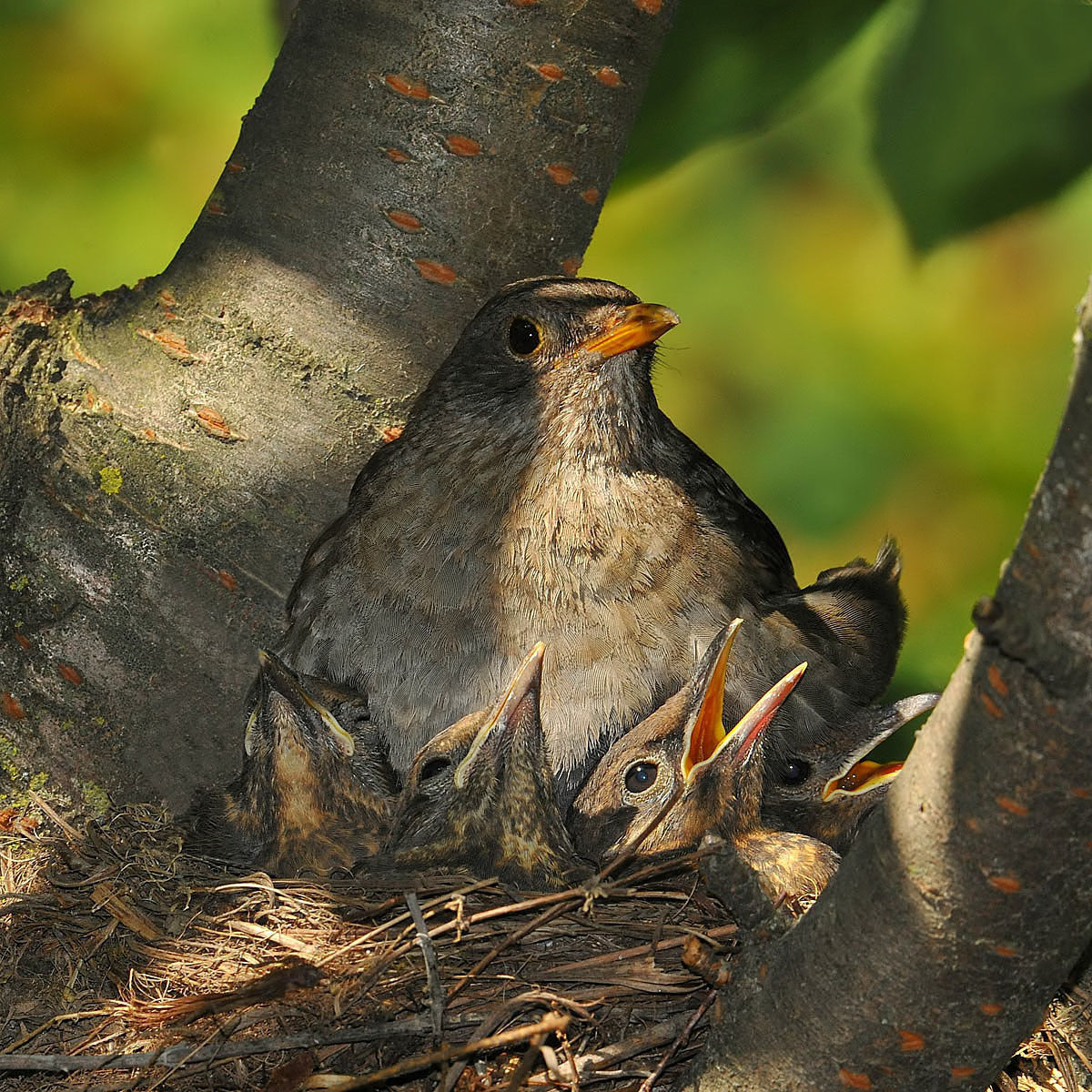 Family photos just before leaving the nest