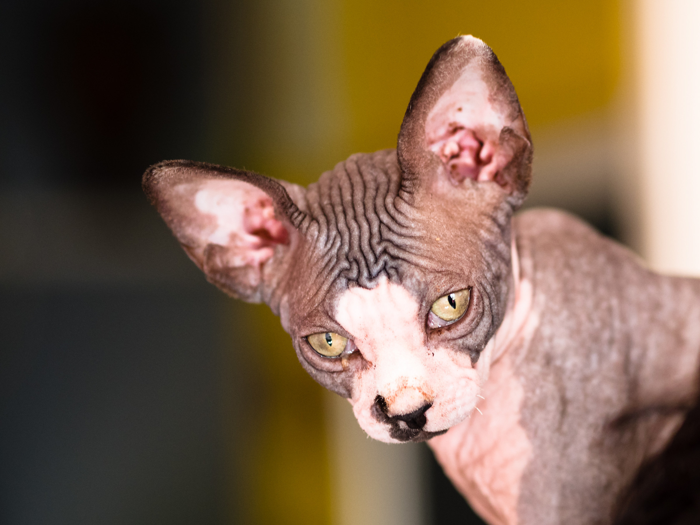 Canadian Sphynx
