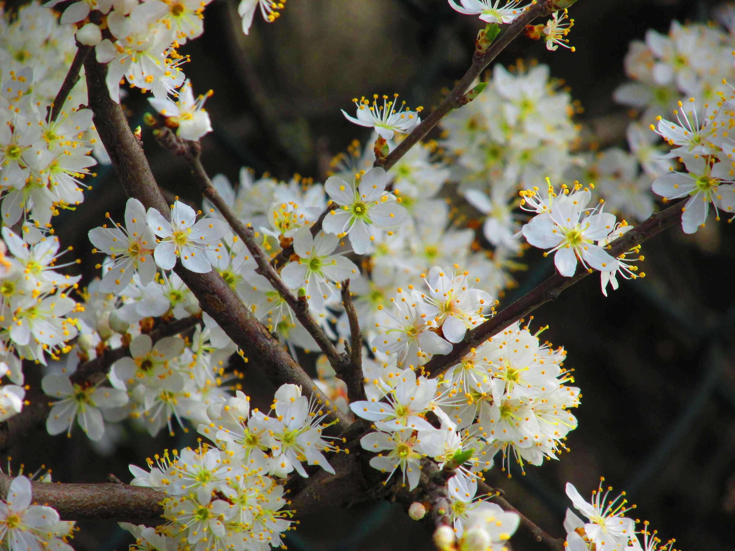 Spring is gone now ...