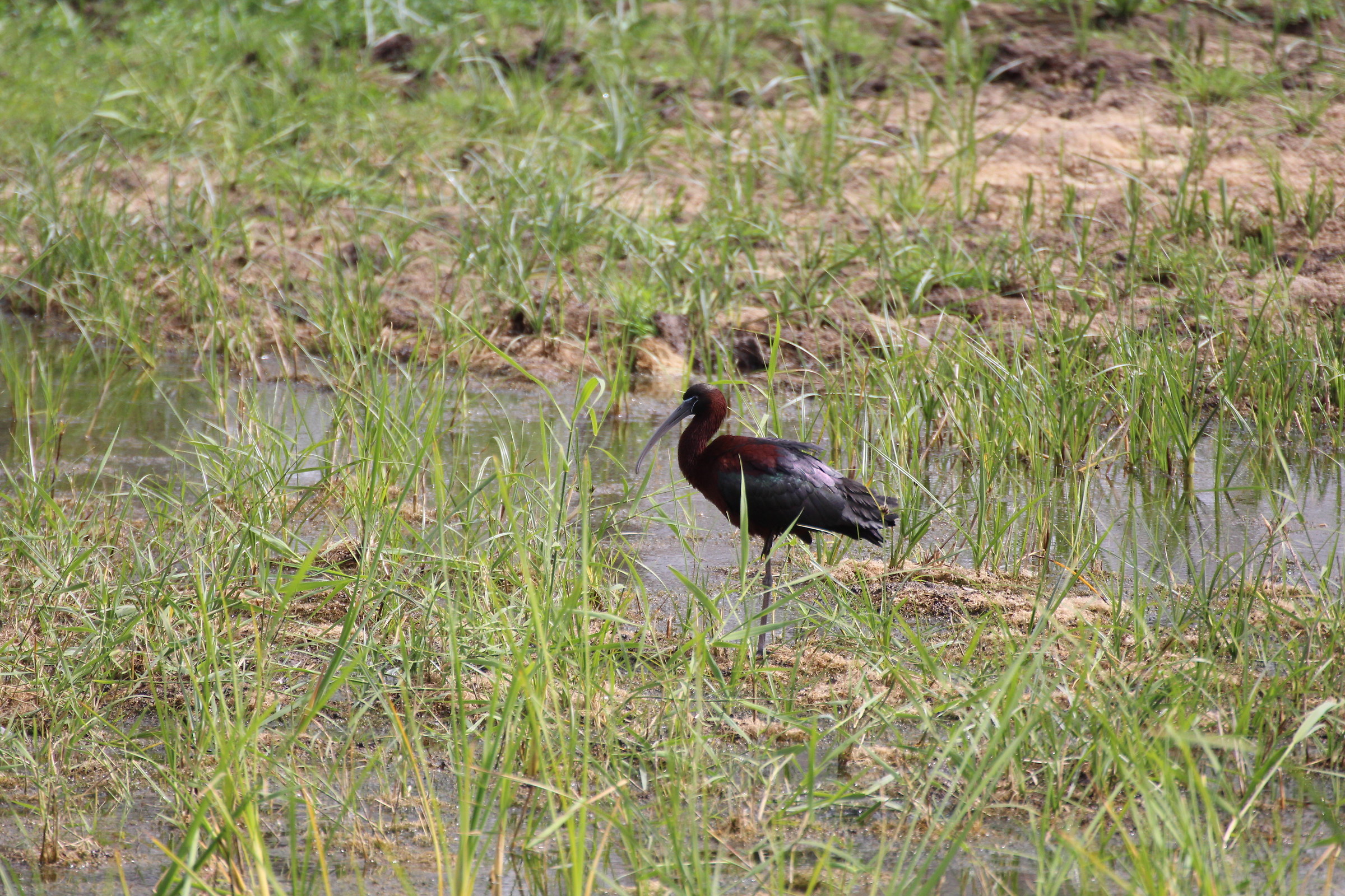 Glossy Ibis