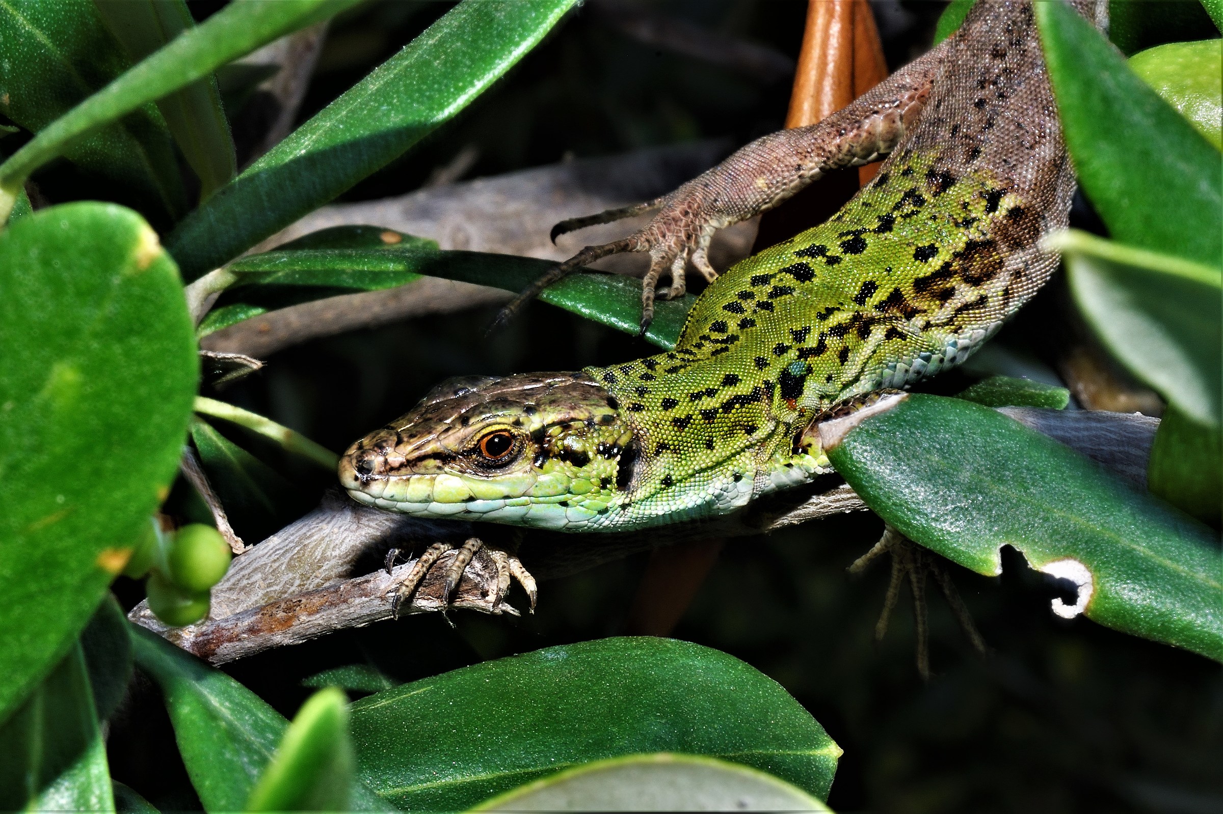 Uffa !!!! I look like an olive