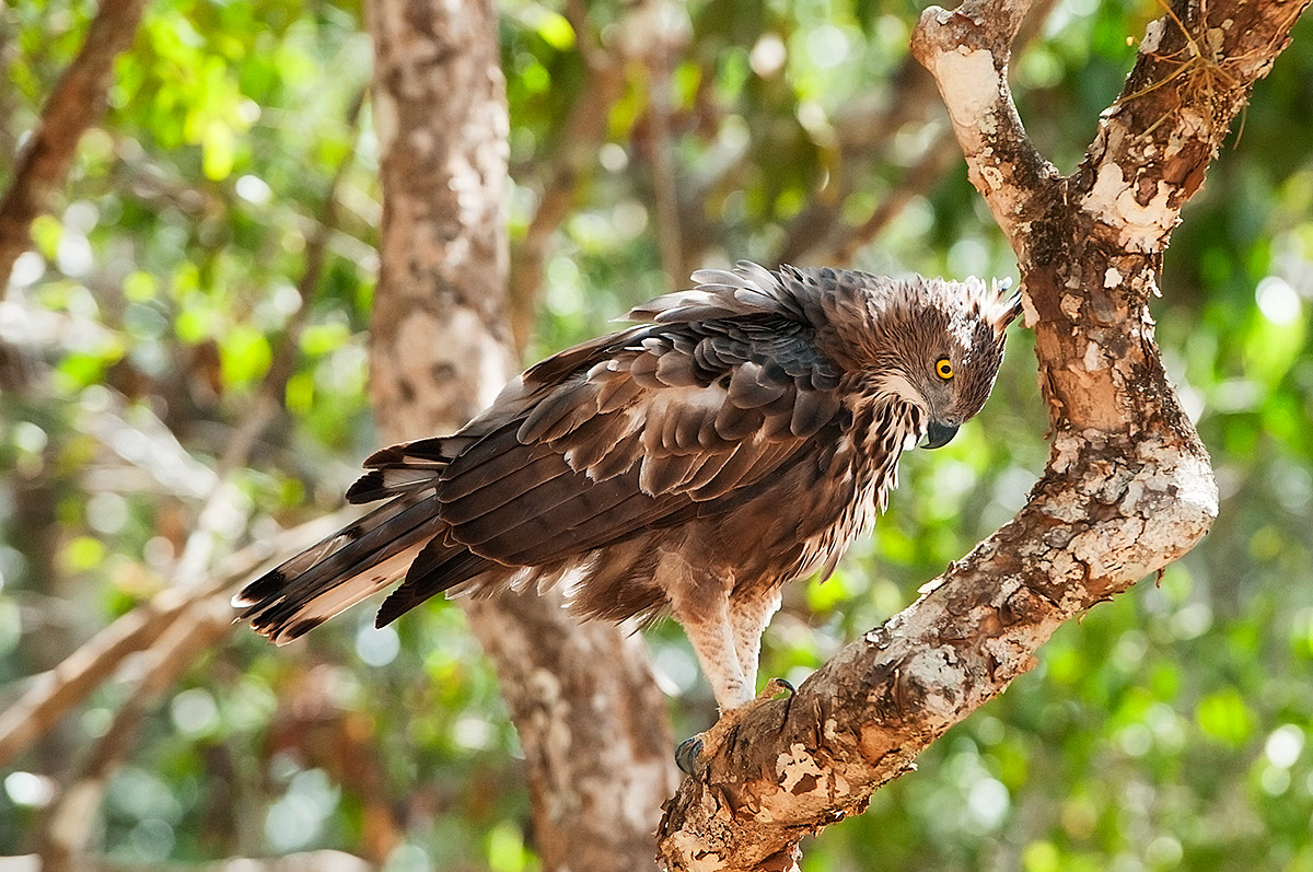 Changeable Hawk Eagle alias Aquilastore Variable