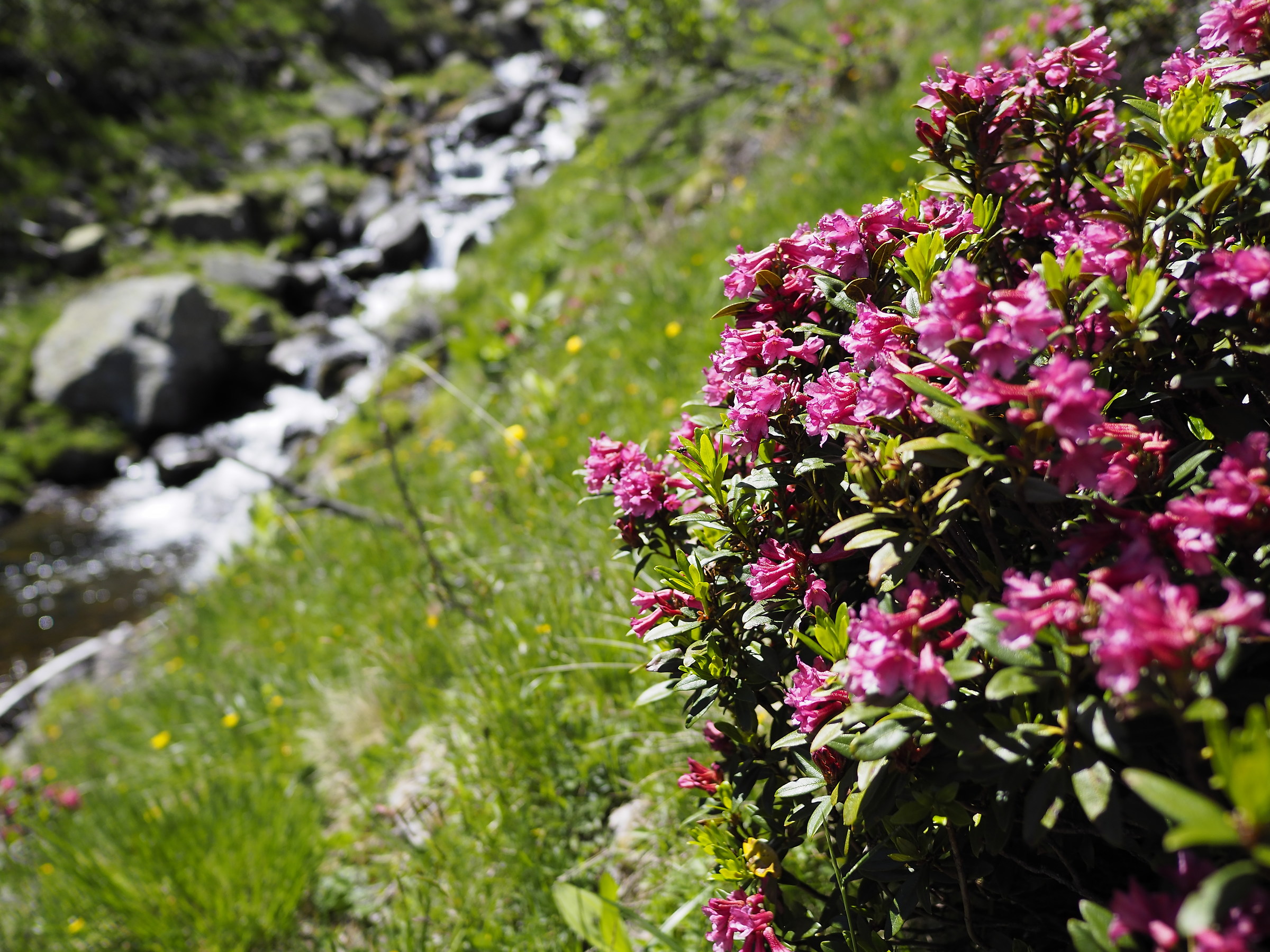 Mountain rhododendrons