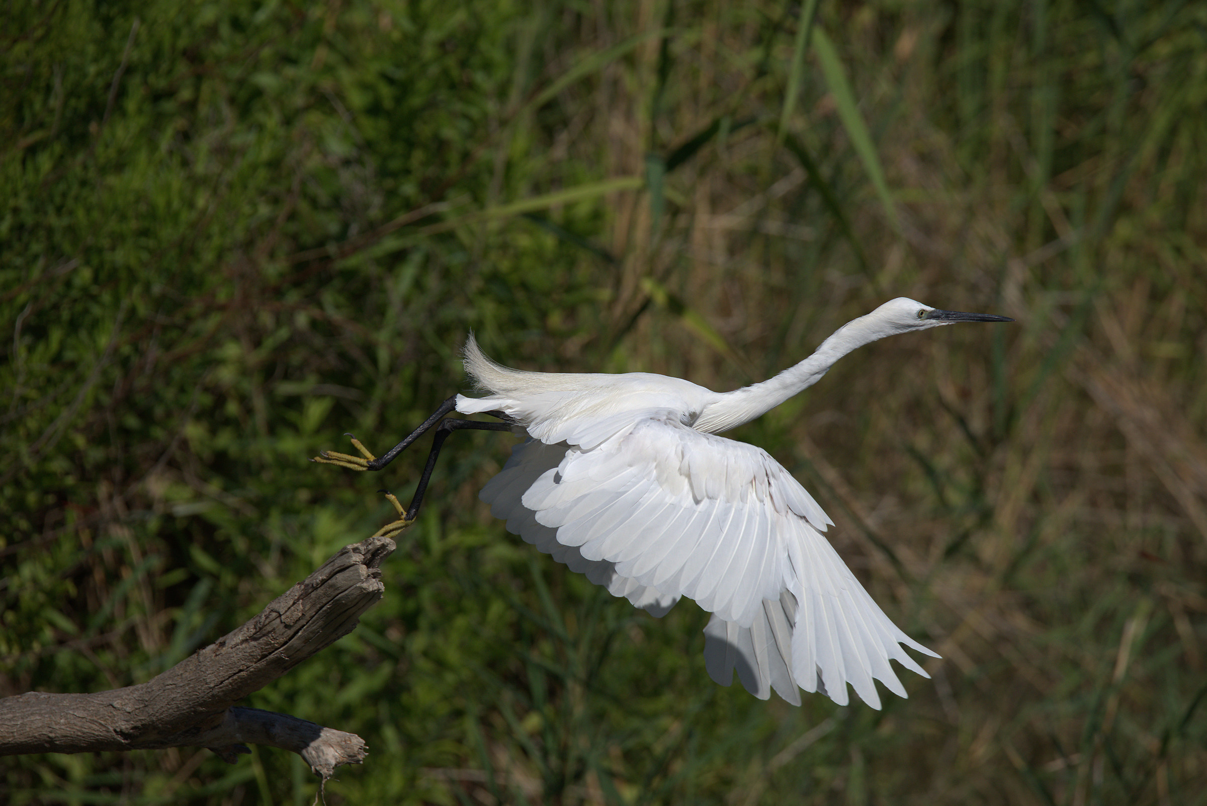 Egret