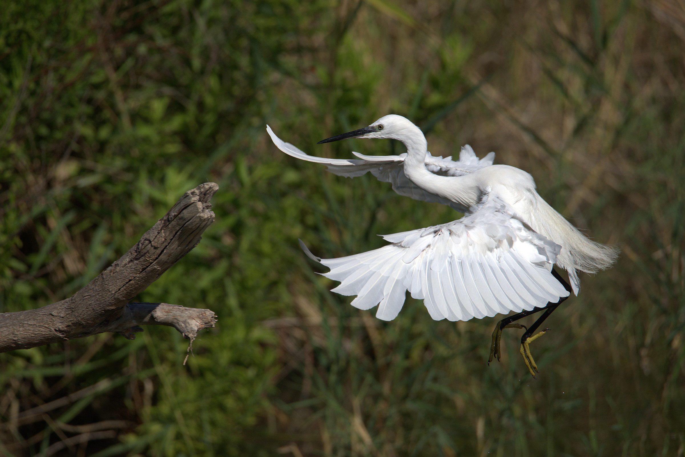 Egret