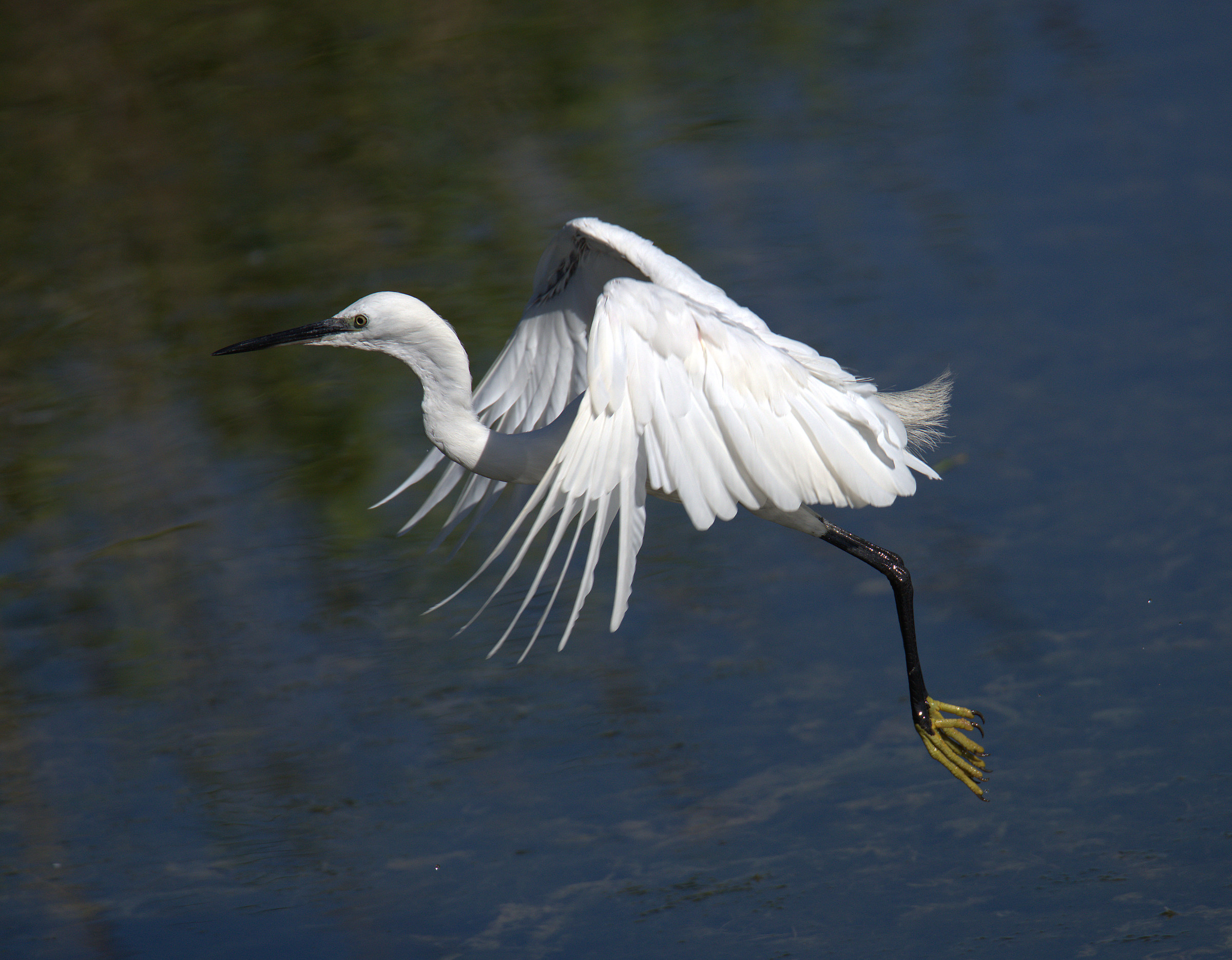 Egret