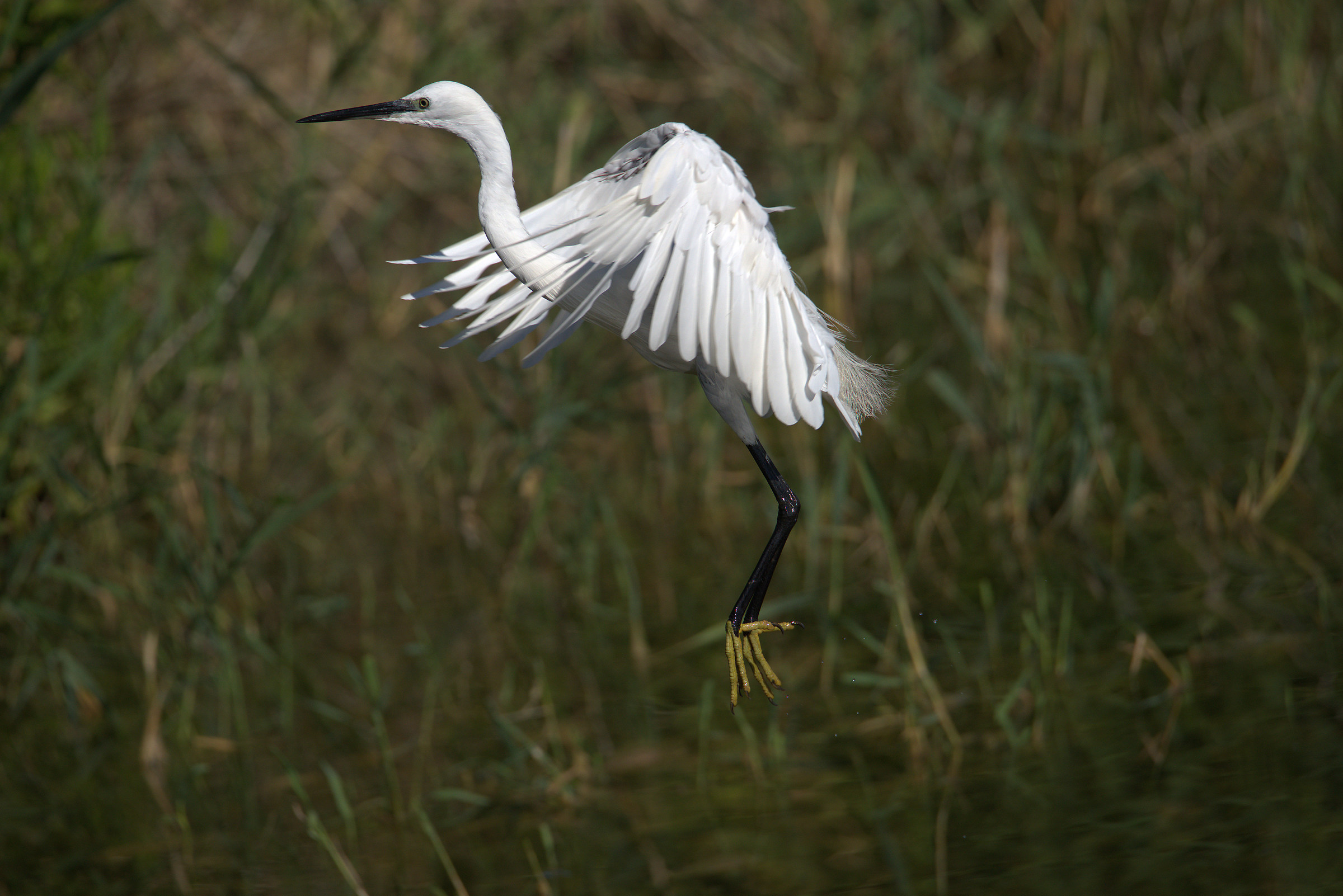 Egret