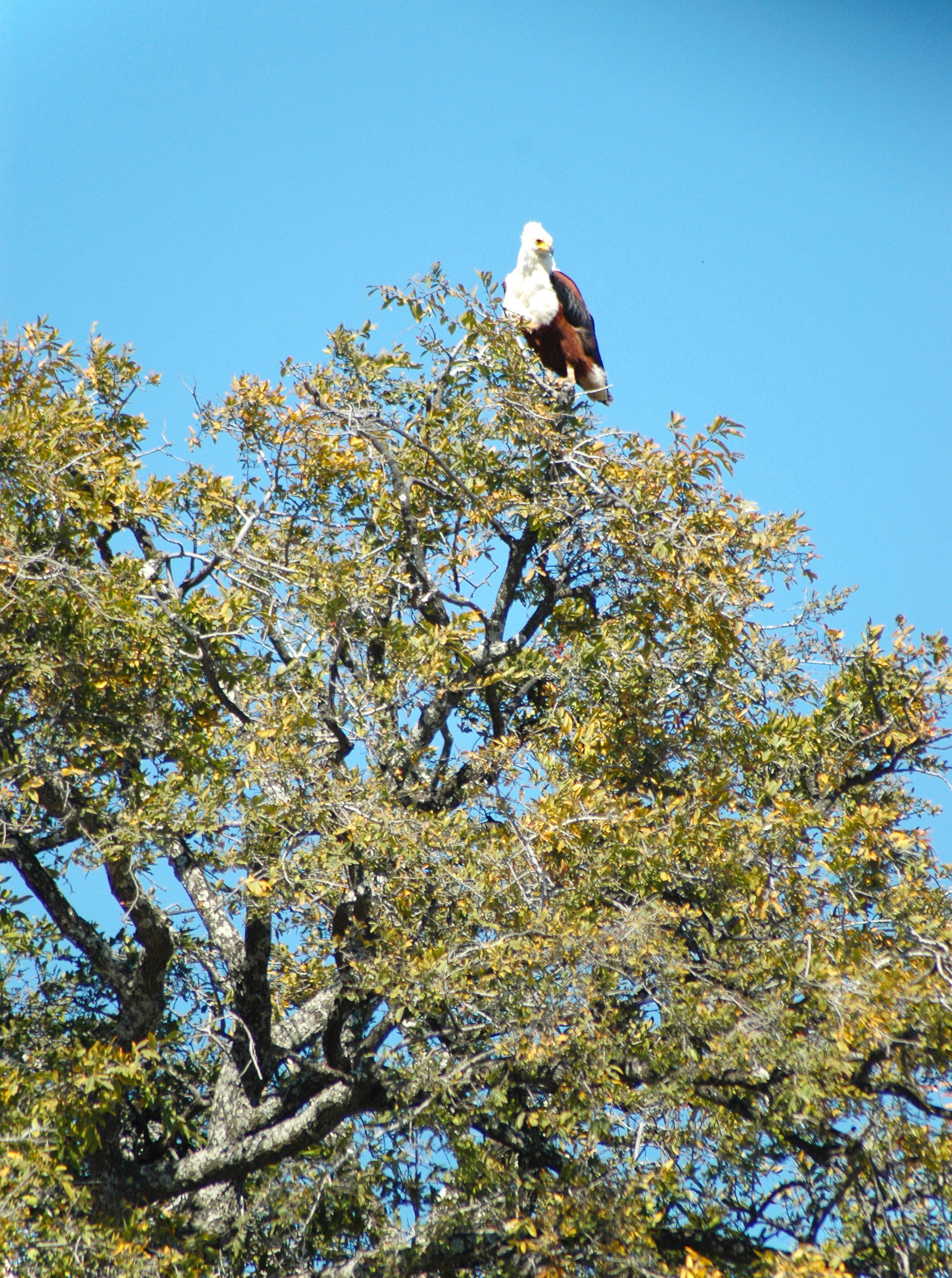 Fish Eagle2