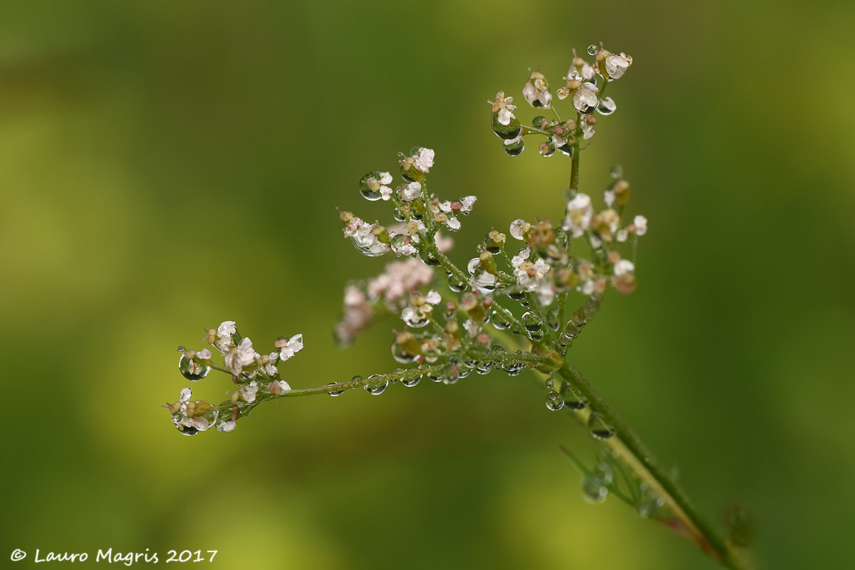 Greater Salvastrella