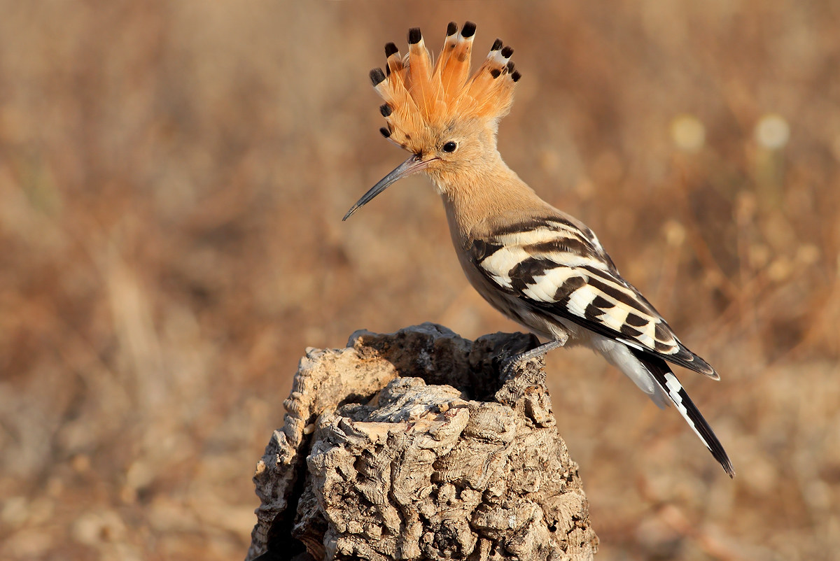 Hoopoe