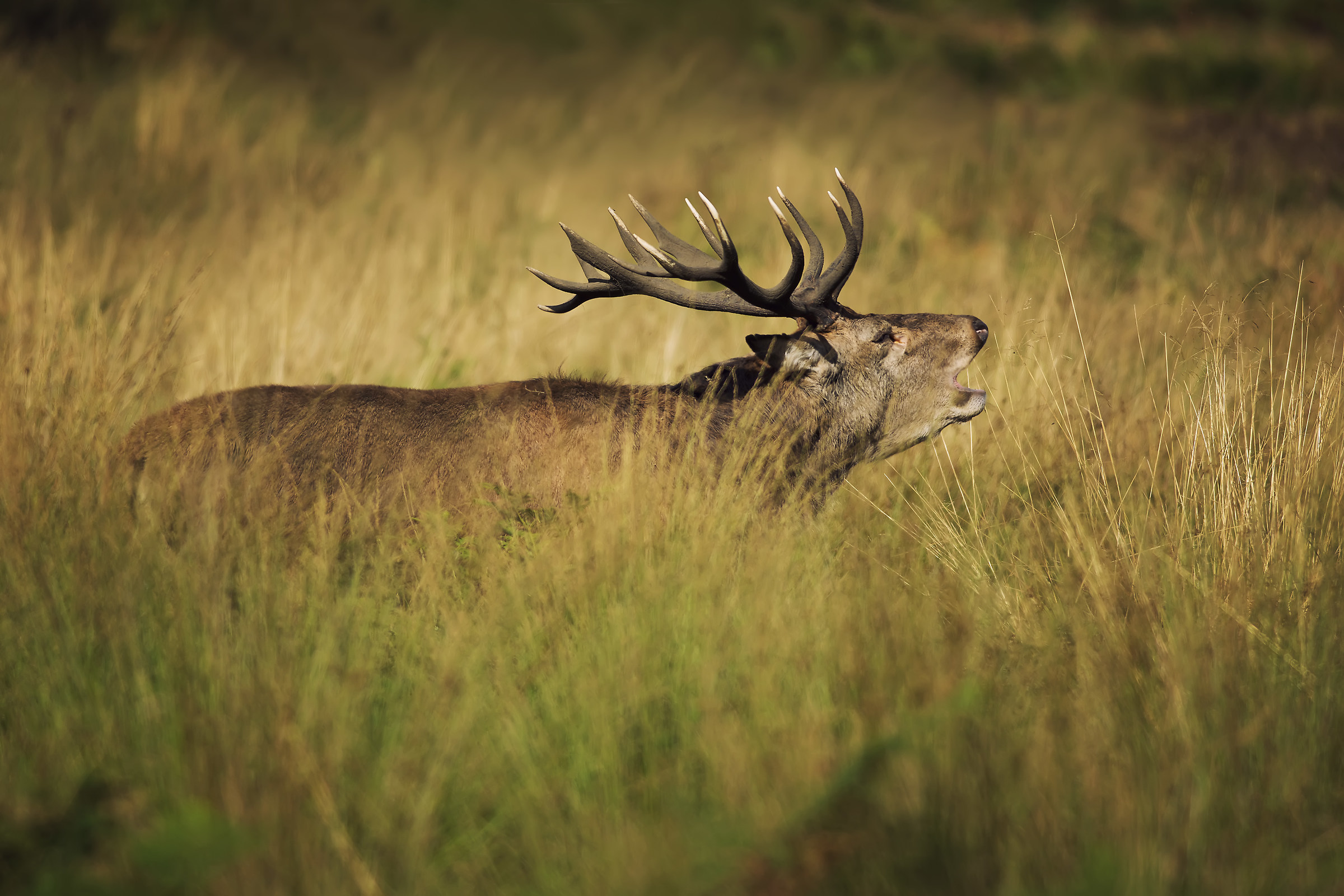 Red deer