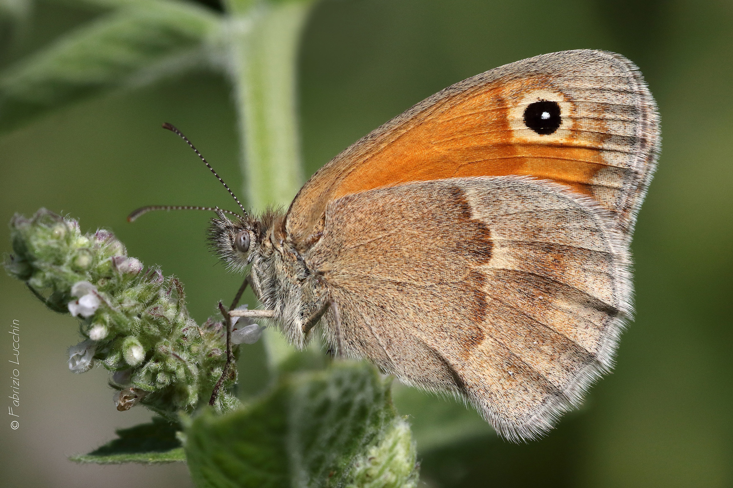 Coenonympha pamphilus
