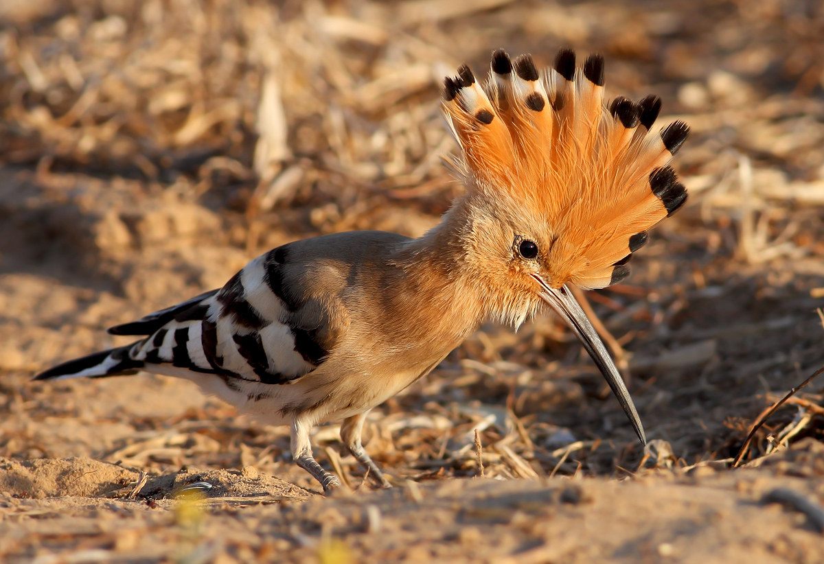 Hoopoe